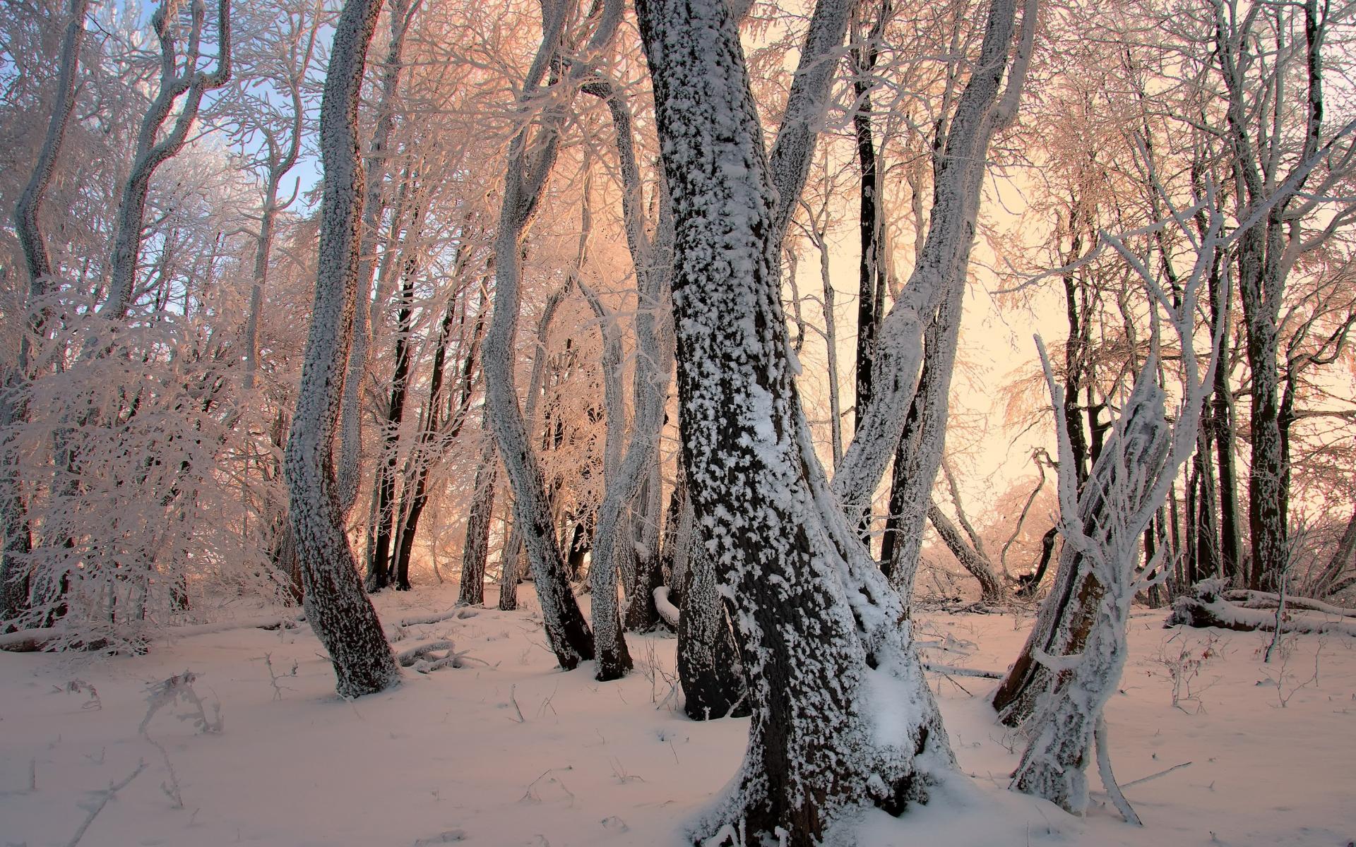 Laden Sie das Winter, Schnee, Wald, Baum, Erde/natur-Bild kostenlos auf Ihren PC-Desktop herunter