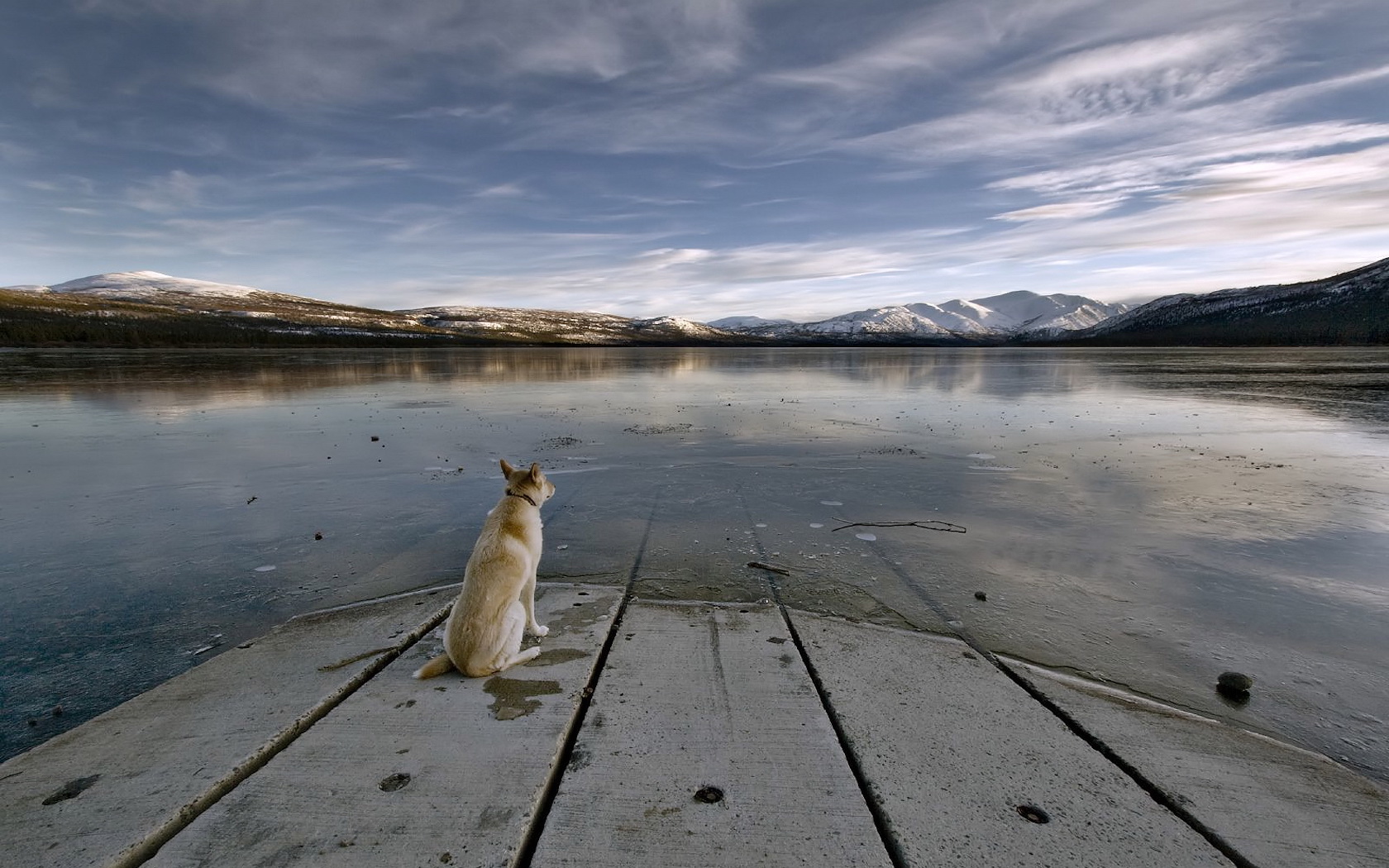 無料モバイル壁紙海, 水, 犬, 湖, 写真撮影, 山をダウンロードします。