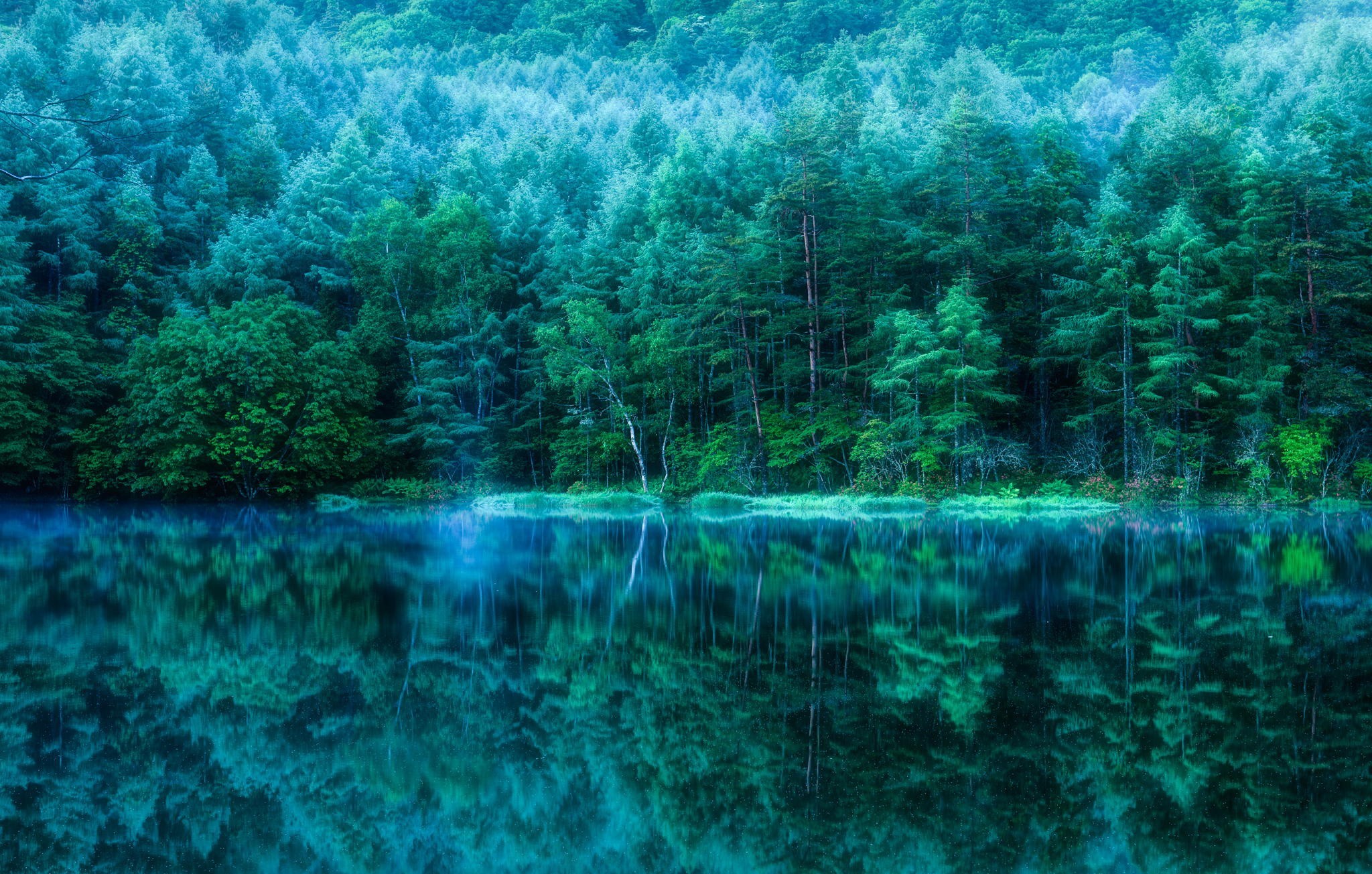 japan, earth, reflection, forest, pond