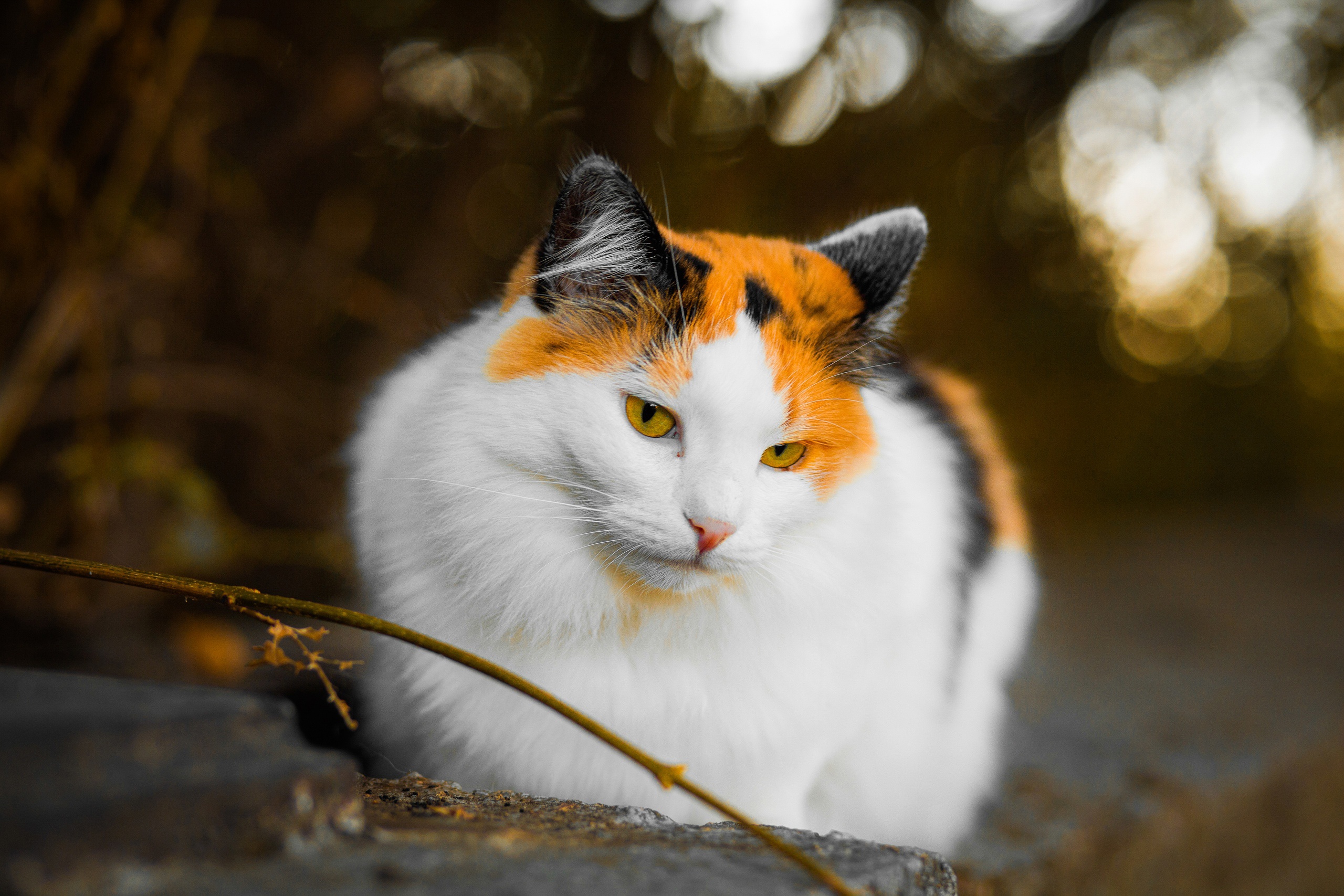 無料モバイル壁紙動物, ネコ, 猫をダウンロードします。