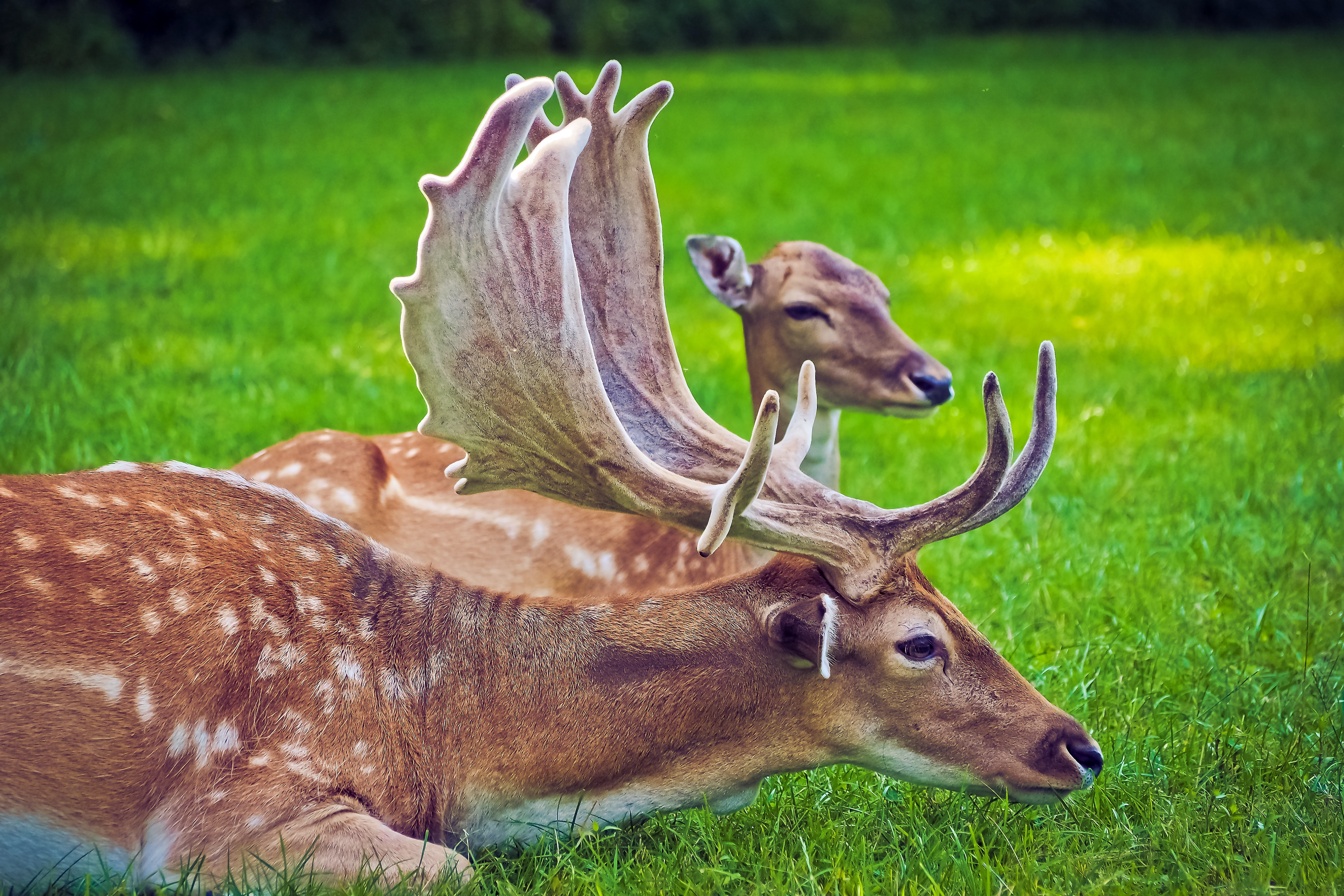 Free download wallpaper Grass, Animal, Deer, Resting on your PC desktop