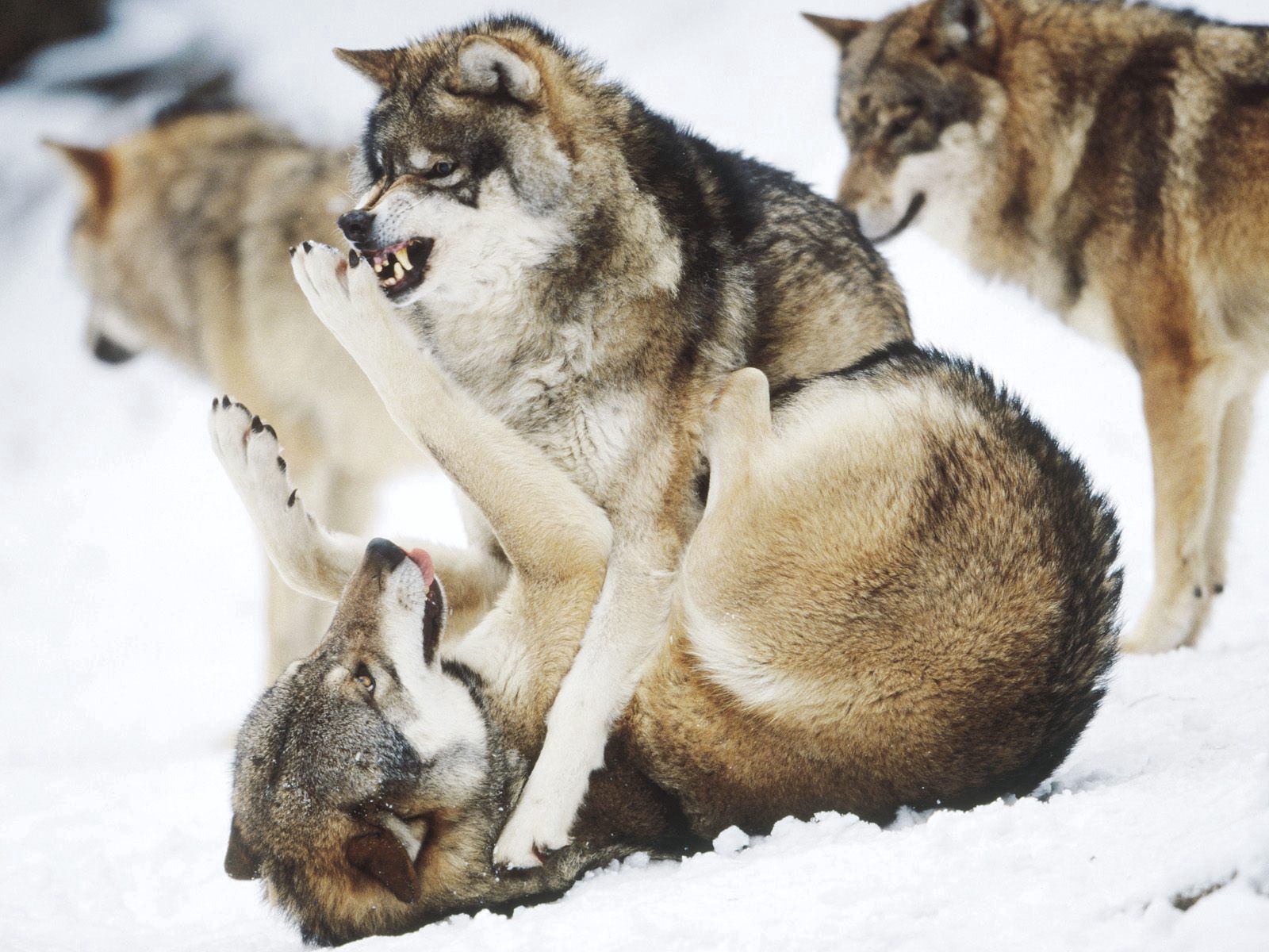 animals, wolfs, predators, fight