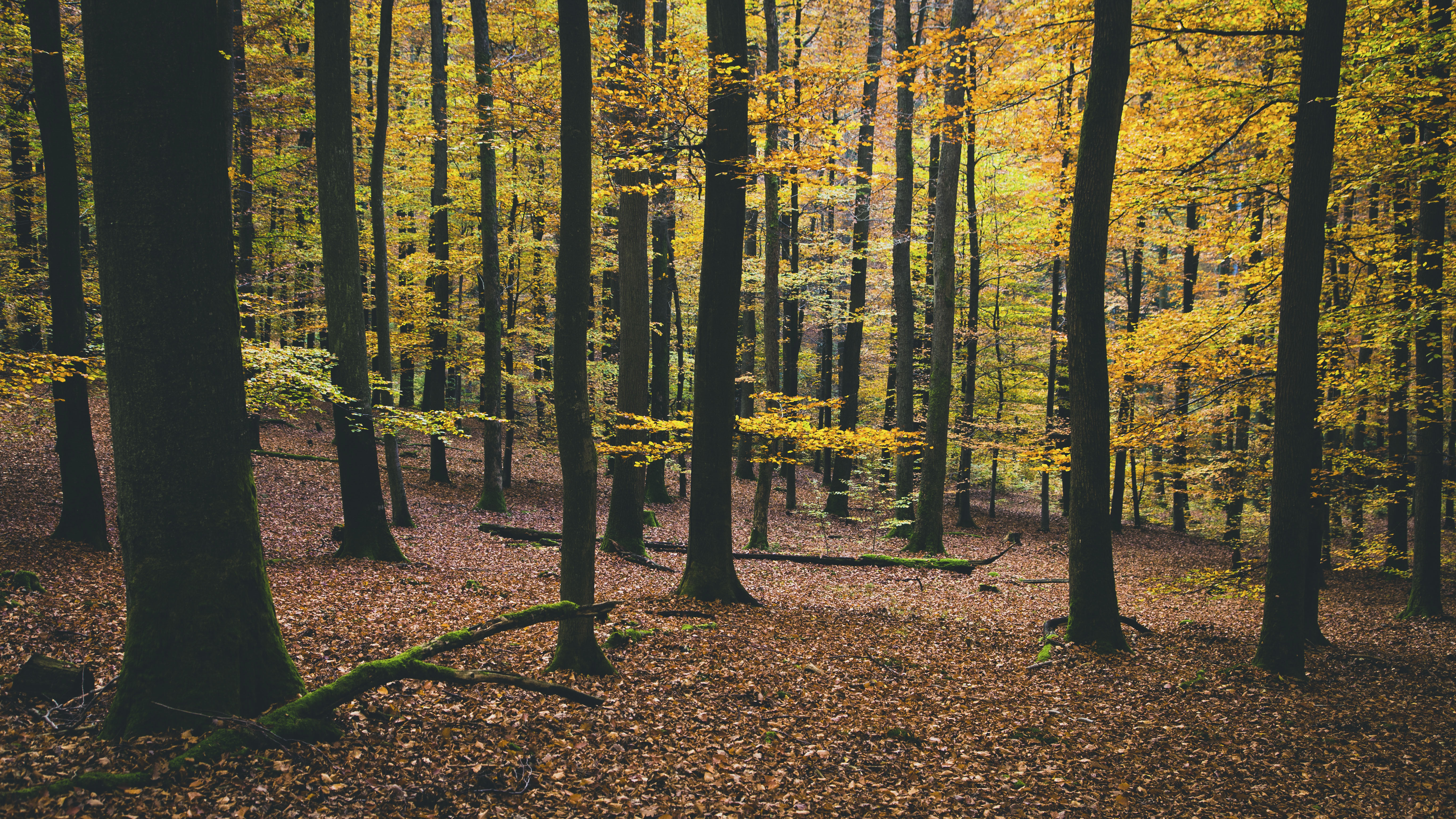 Скачать обои бесплатно Природа, Деревья, Листва, Осень картинка на рабочий стол ПК