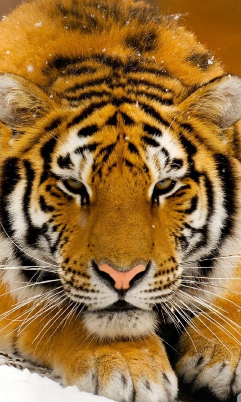 Descarga gratuita de fondo de pantalla para móvil de Animales, Gatos, Tigre.