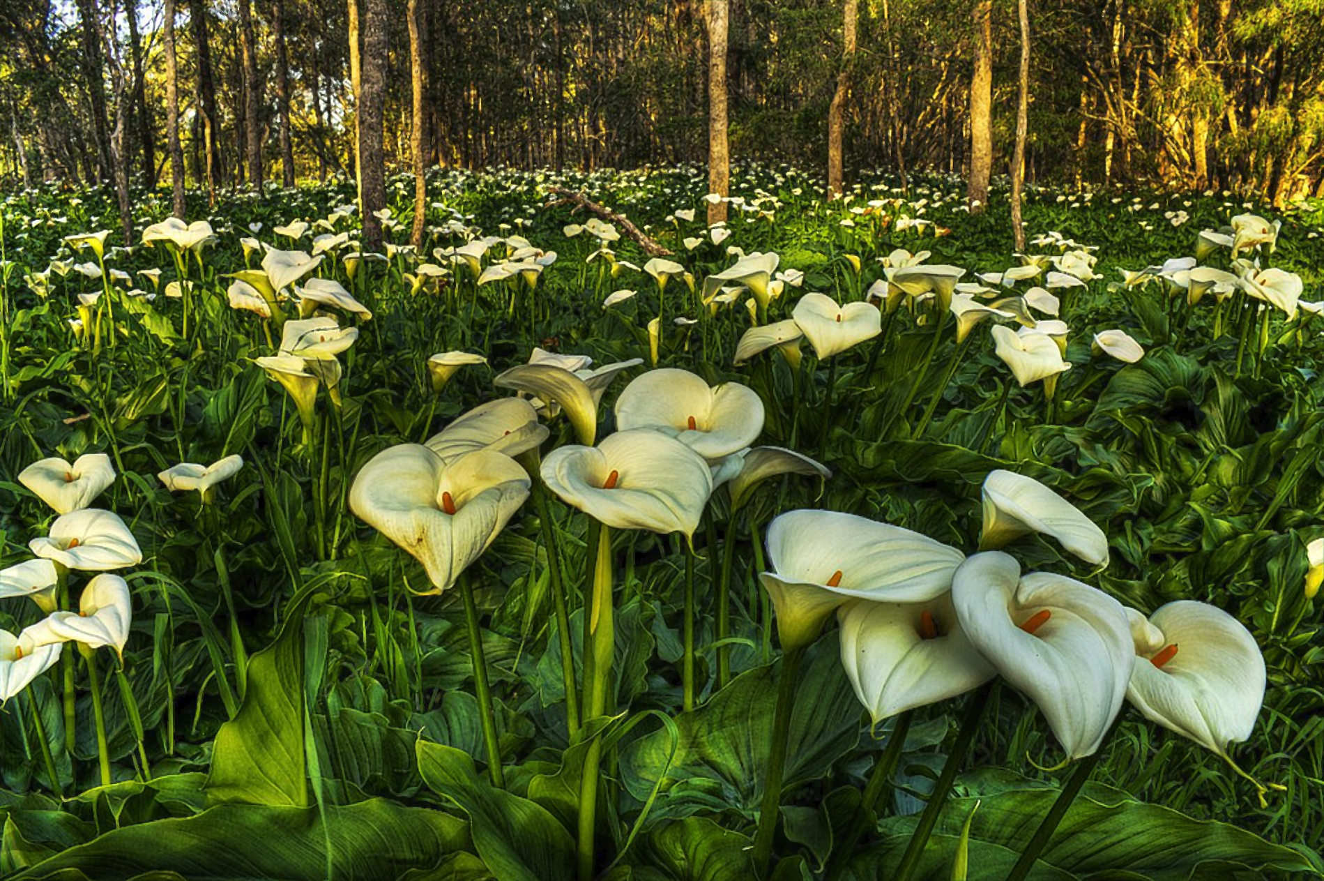 Download mobile wallpaper Nature, Flowers, Flower, Forest, Close Up, Earth, White Flower, Calla Lily for free.