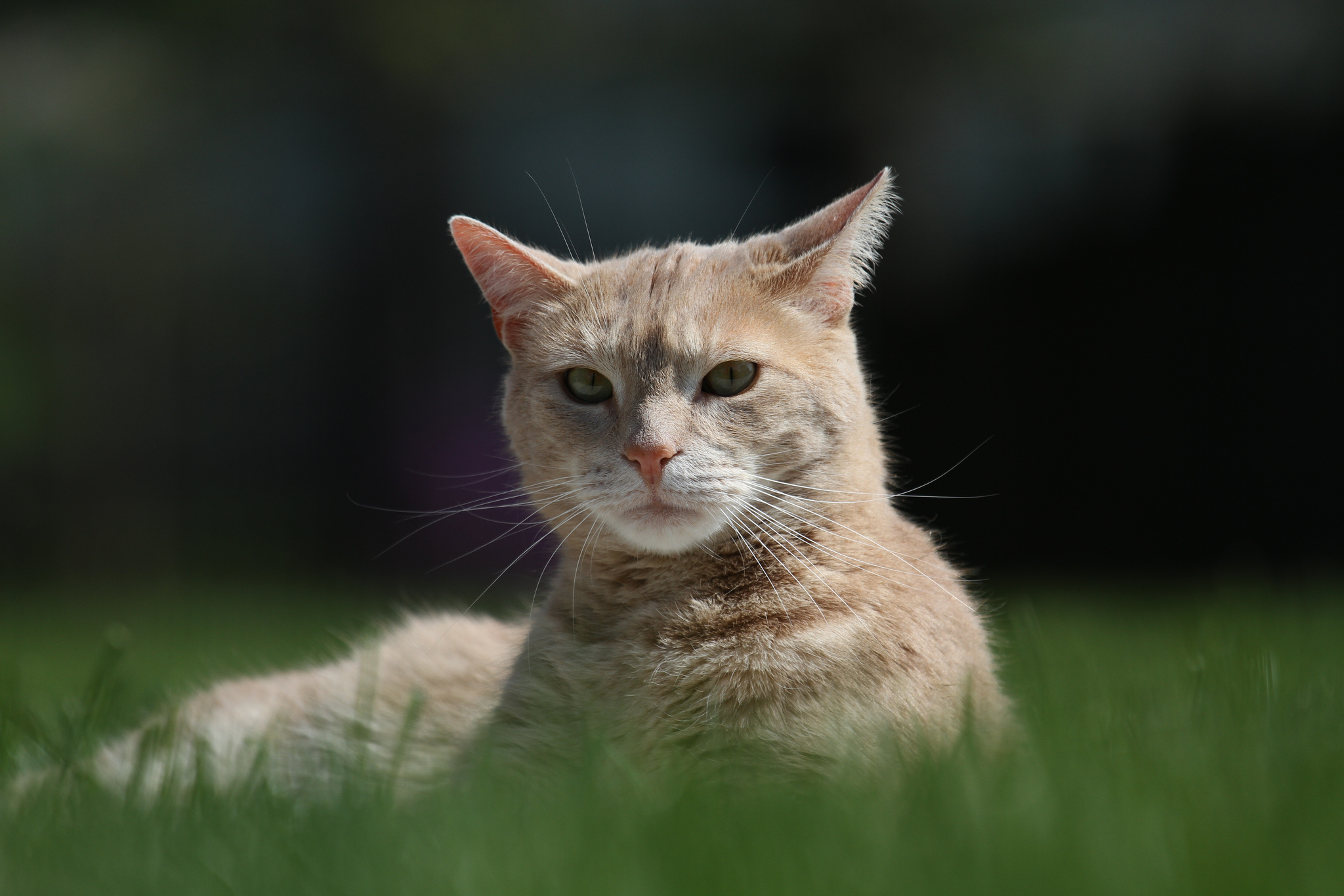 Handy-Wallpaper Tiere, Katzen, Katze kostenlos herunterladen.