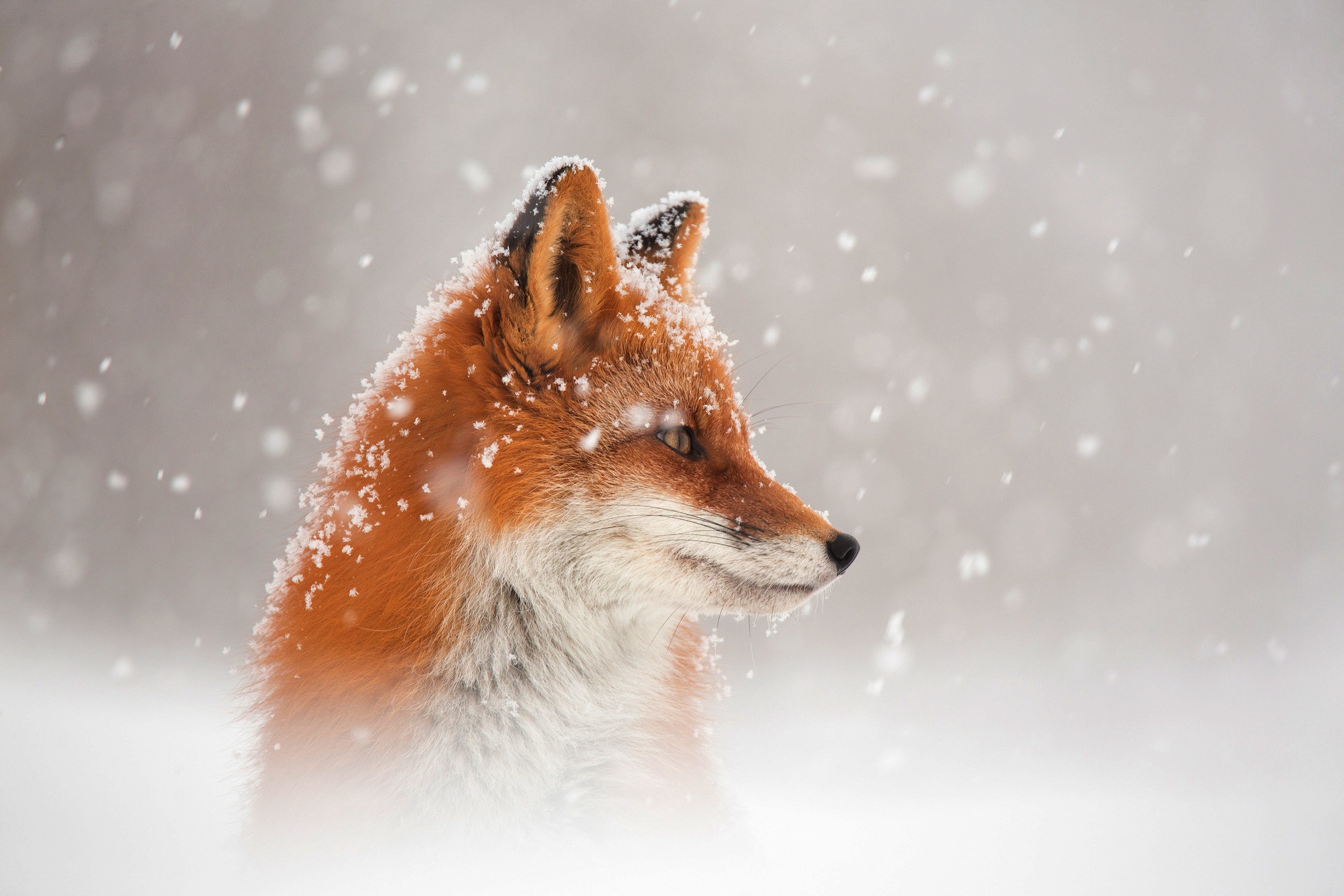 Laden Sie das Tiere, Fuchs, Schneefall-Bild kostenlos auf Ihren PC-Desktop herunter