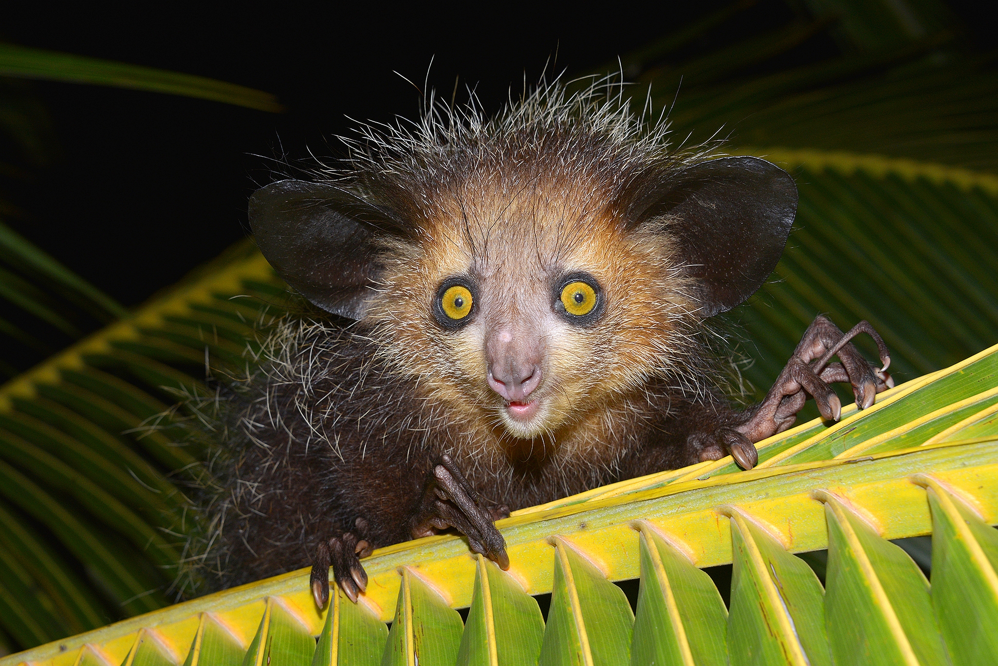 Laden Sie das Tiere, Lemur, Affen-Bild kostenlos auf Ihren PC-Desktop herunter