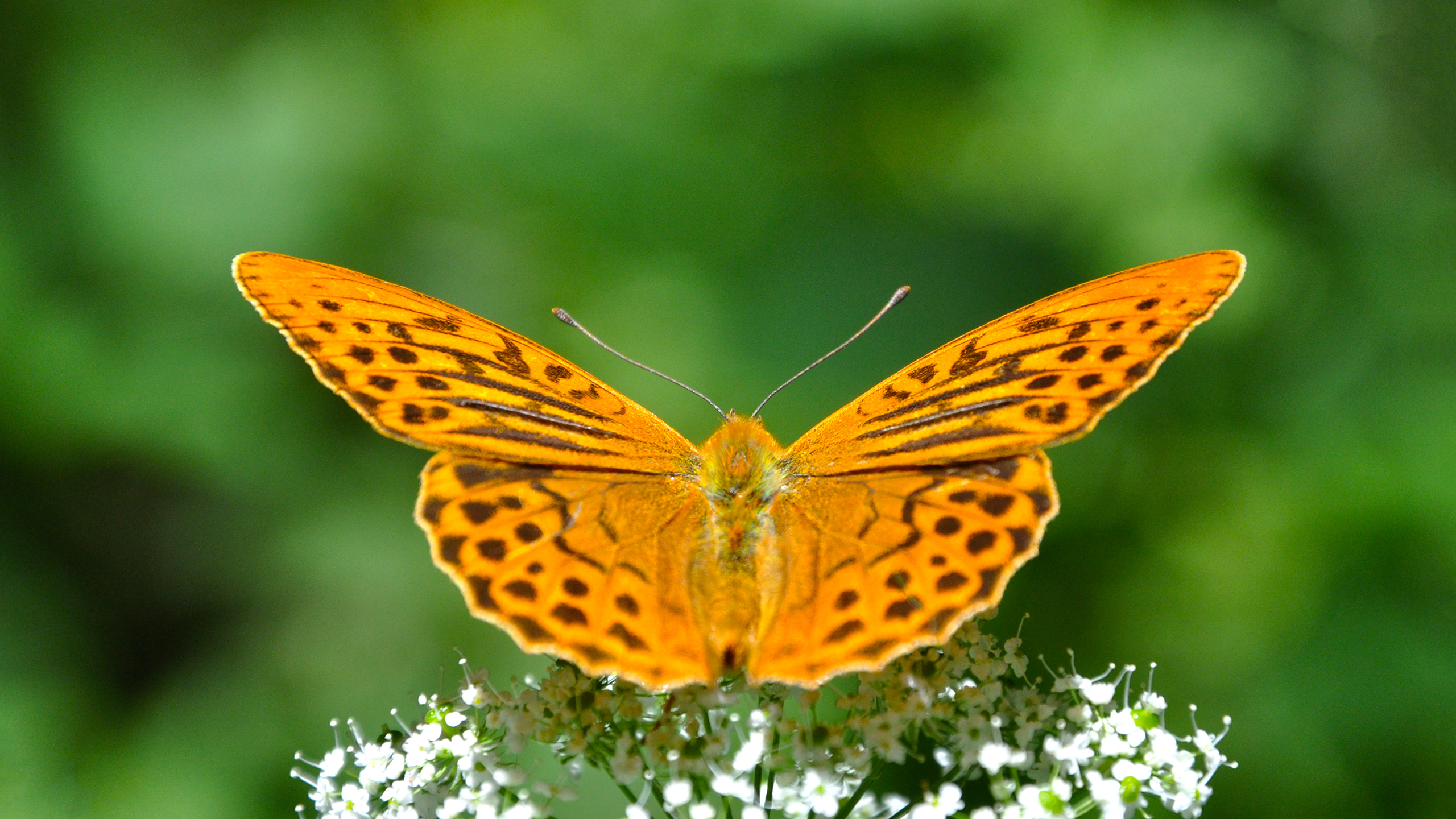 Free download wallpaper Butterfly, Animal on your PC desktop