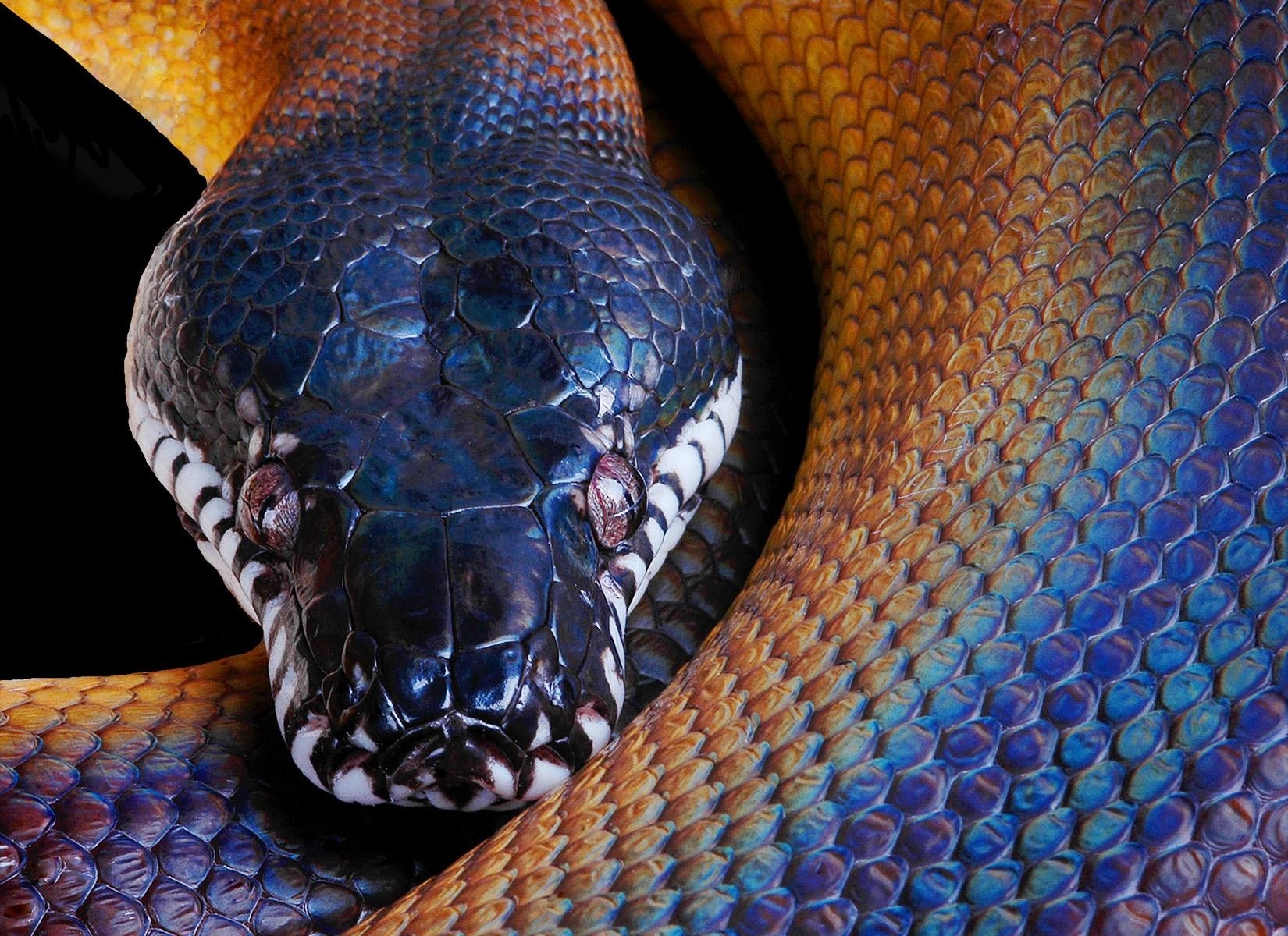 144749画像をダウンロードニシキヘビ, 動物, ヘビ, 色, 蛇, 頭, python-壁紙とスクリーンセーバーを無料で