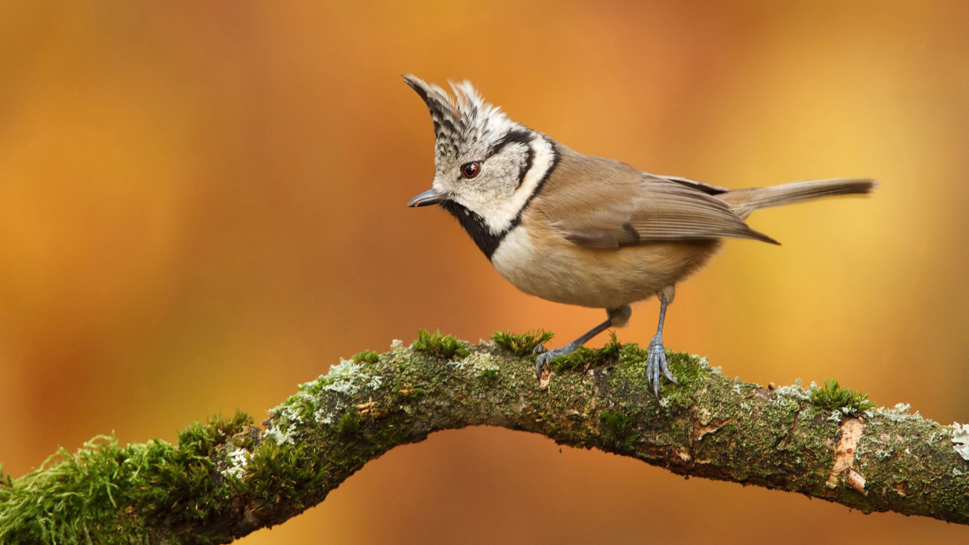 Download mobile wallpaper Birds, Bird, Branch, Animal, Titmouse, Bridled Titmouse for free.