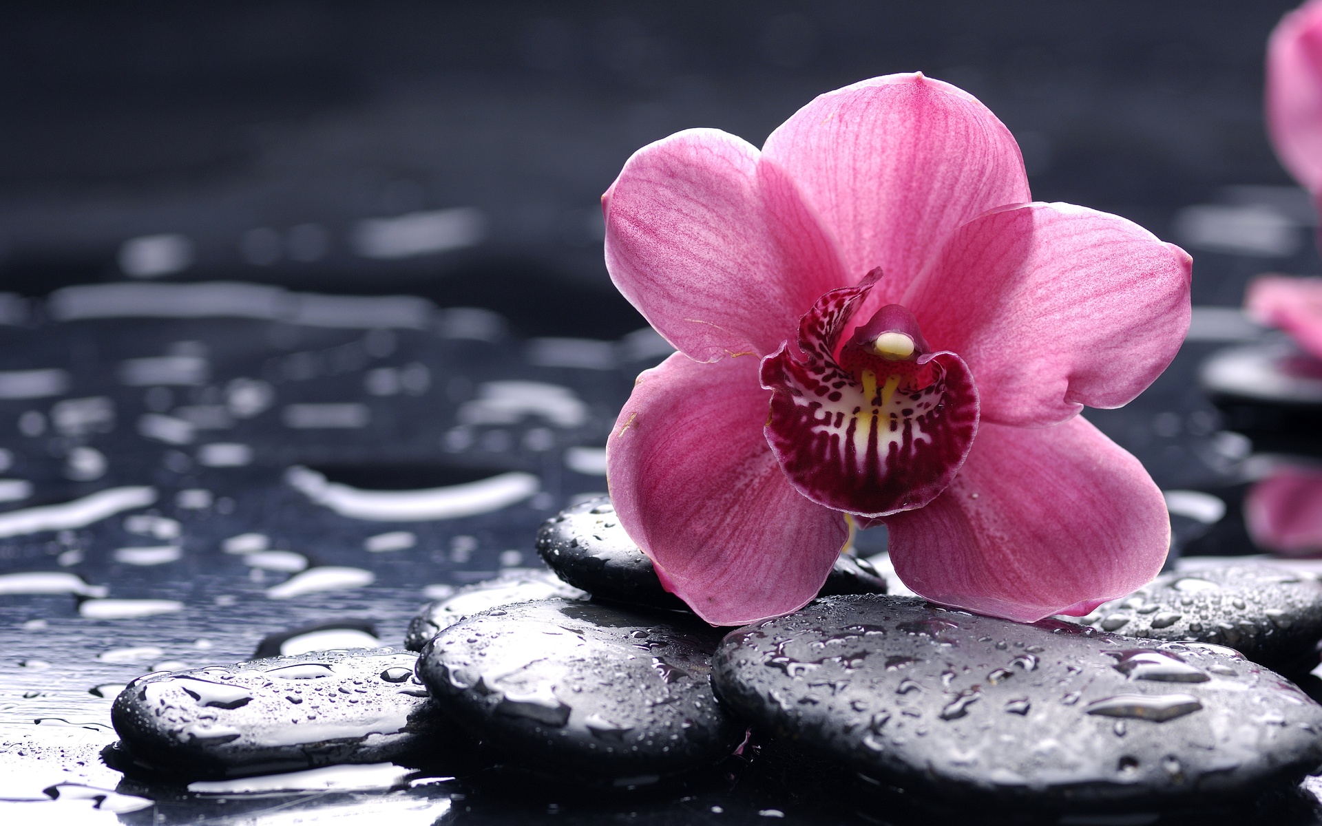 Laden Sie das Orchidee, Blumen, Blume, Erde/natur-Bild kostenlos auf Ihren PC-Desktop herunter