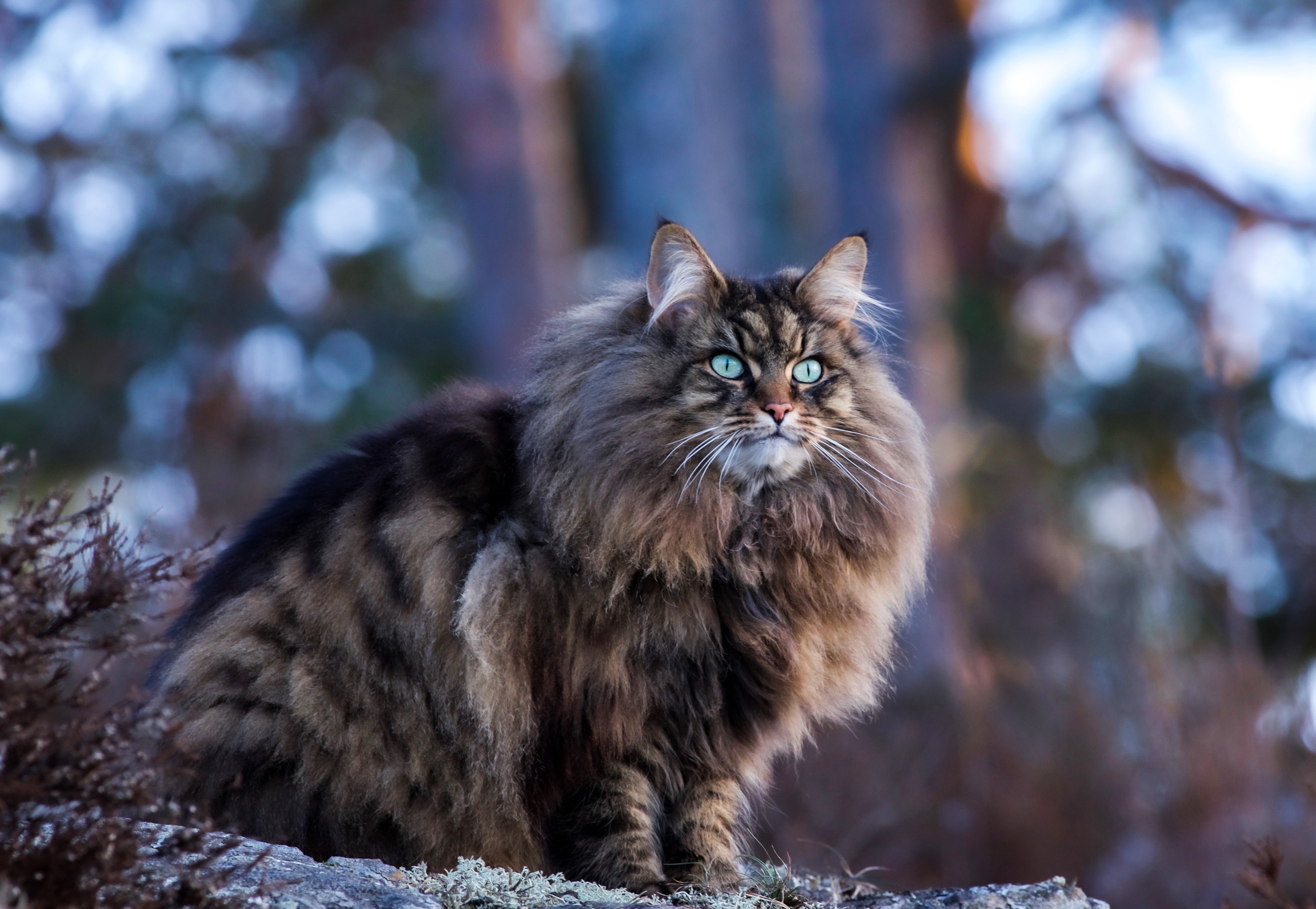 Handy-Wallpaper Tiere, Katzen, Katze kostenlos herunterladen.