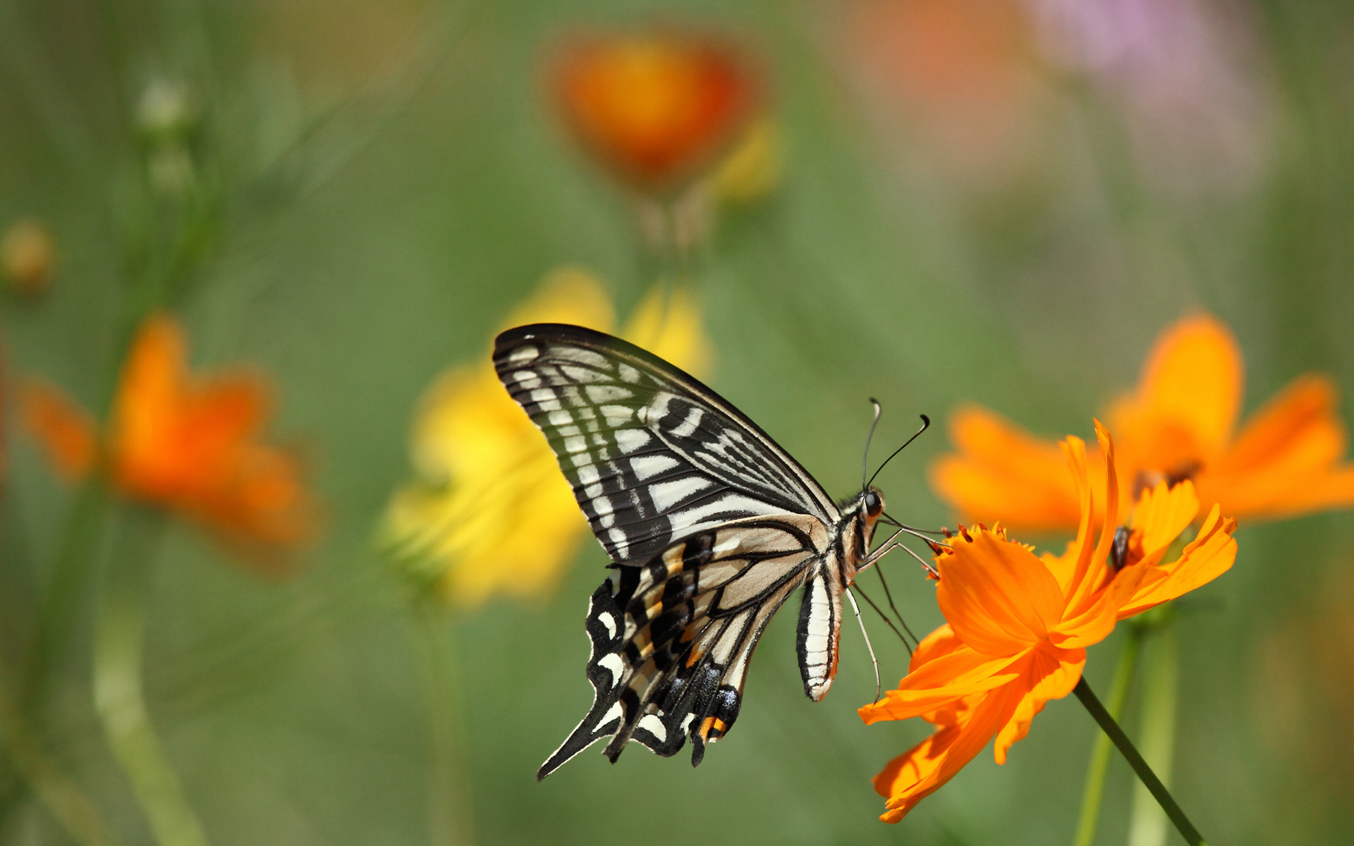 Download mobile wallpaper Butterfly, Animal for free.