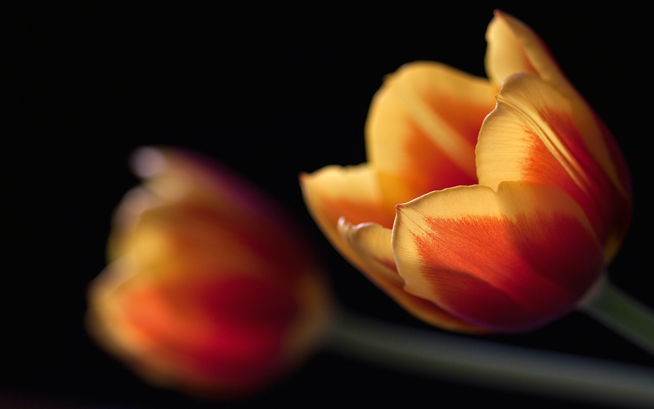 Descarga gratuita de fondo de pantalla para móvil de Tulipán, Flores, Flor, Tierra/naturaleza.