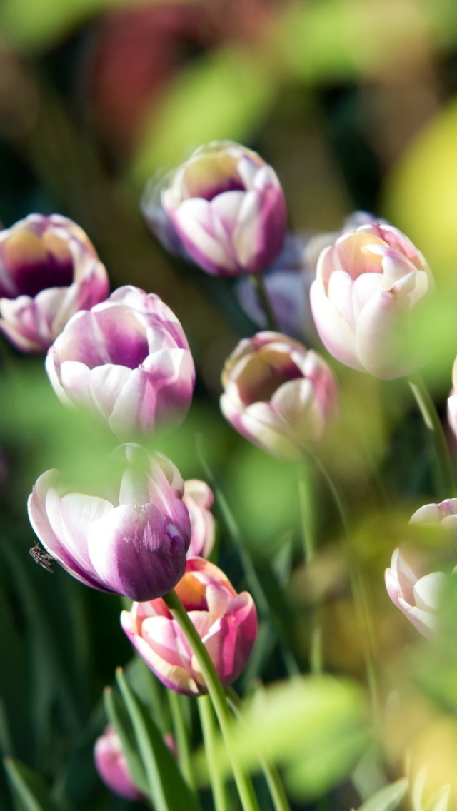 Téléchargez des papiers peints mobile Fleurs, Fleur, Macro, Tulipe, La Nature, Terre/nature gratuitement.