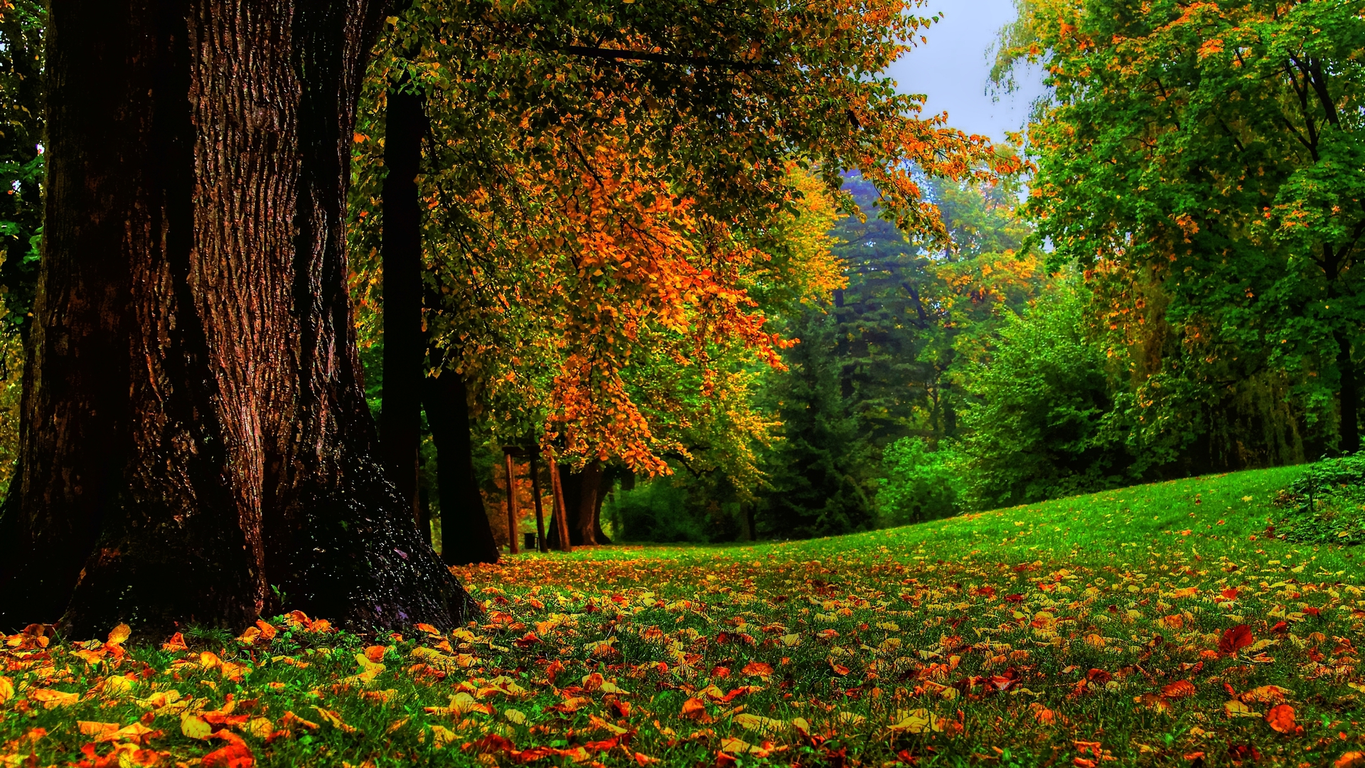 Free download wallpaper Nature, Park, Tree, Fall, Photography on your PC desktop