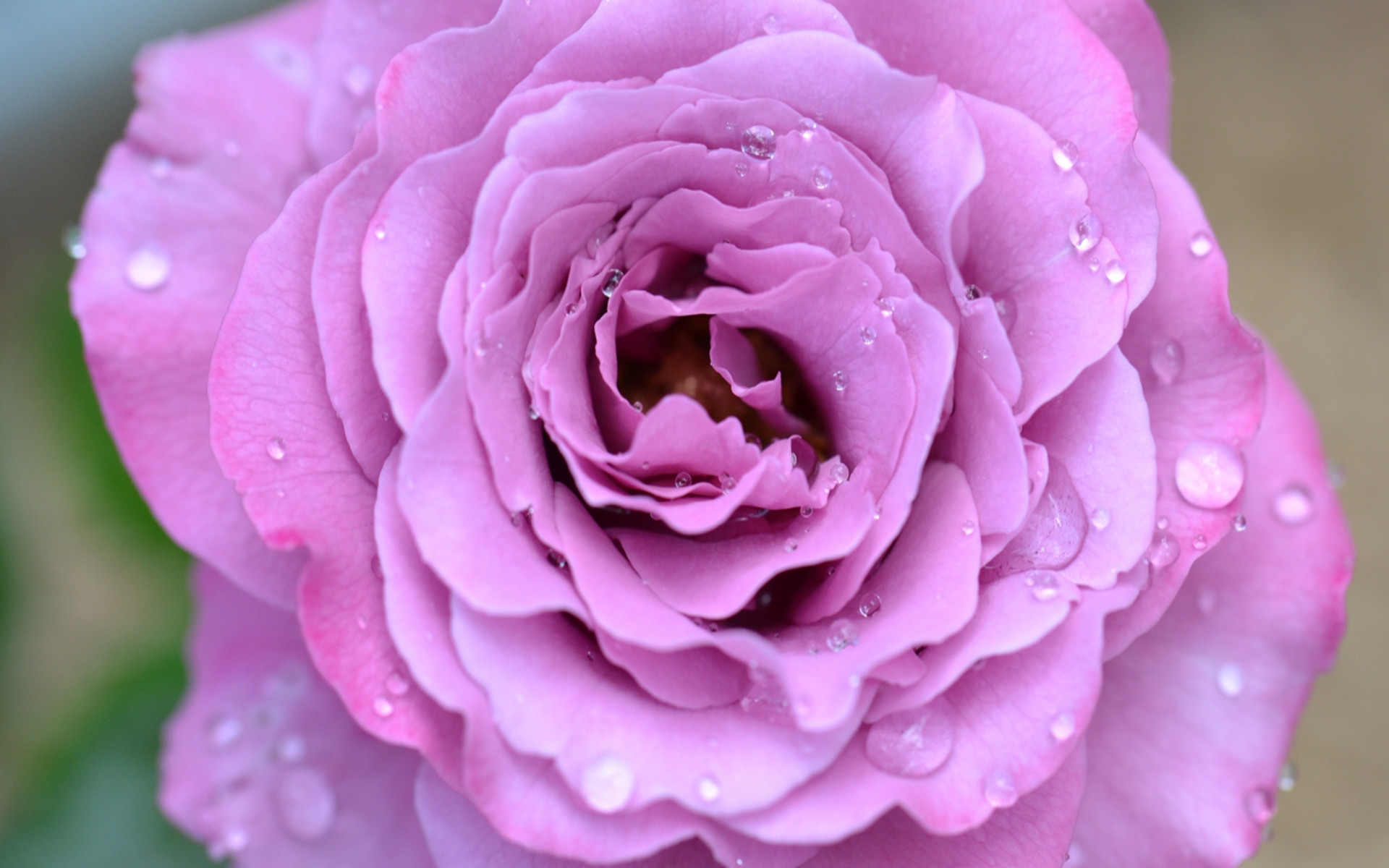 Download mobile wallpaper Nature, Flowers, Rose, Close Up, Earth, Pink Flower, Dew Drop for free.