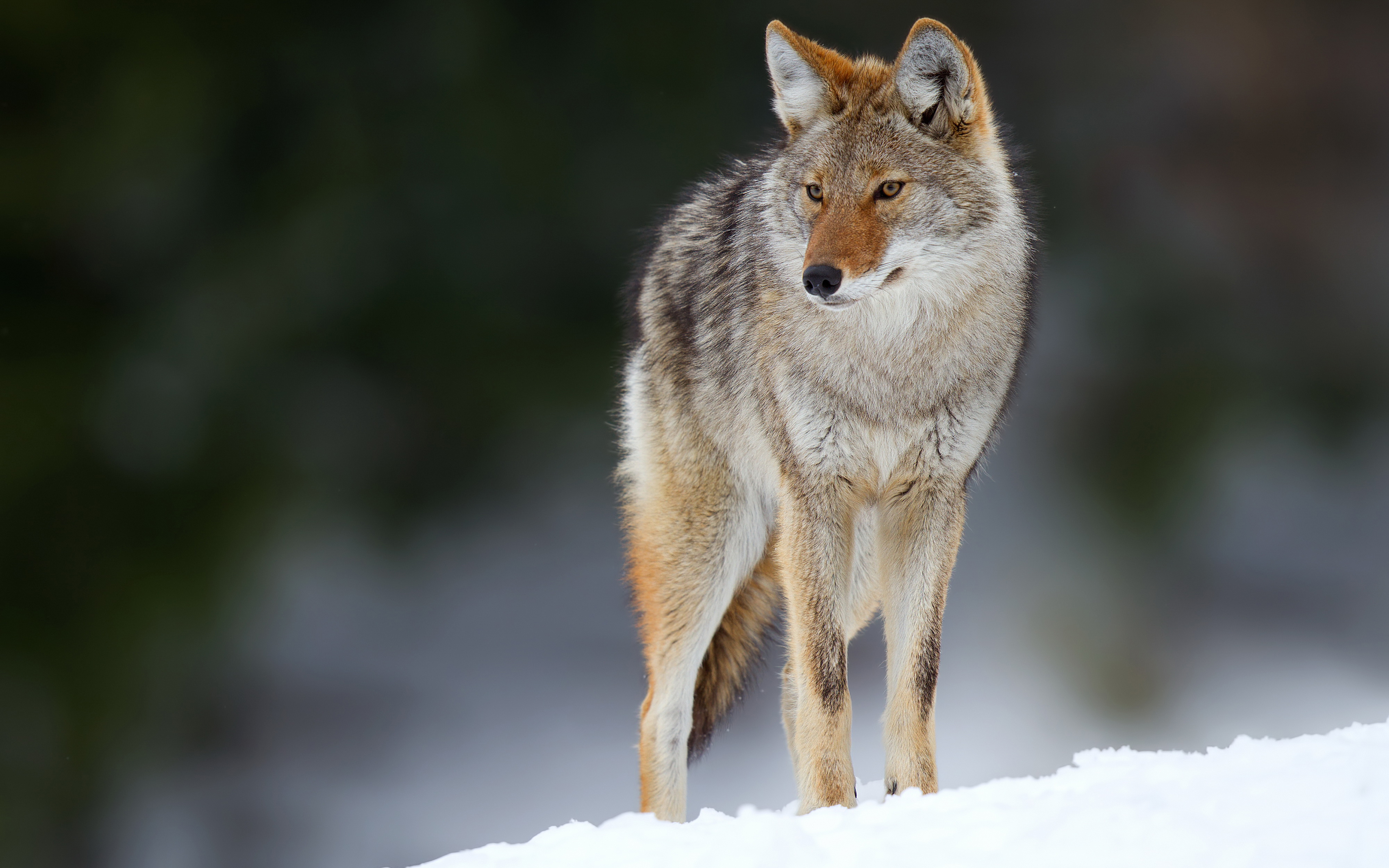 687024 descargar fondo de pantalla animales, coyote, canino: protectores de pantalla e imágenes gratis