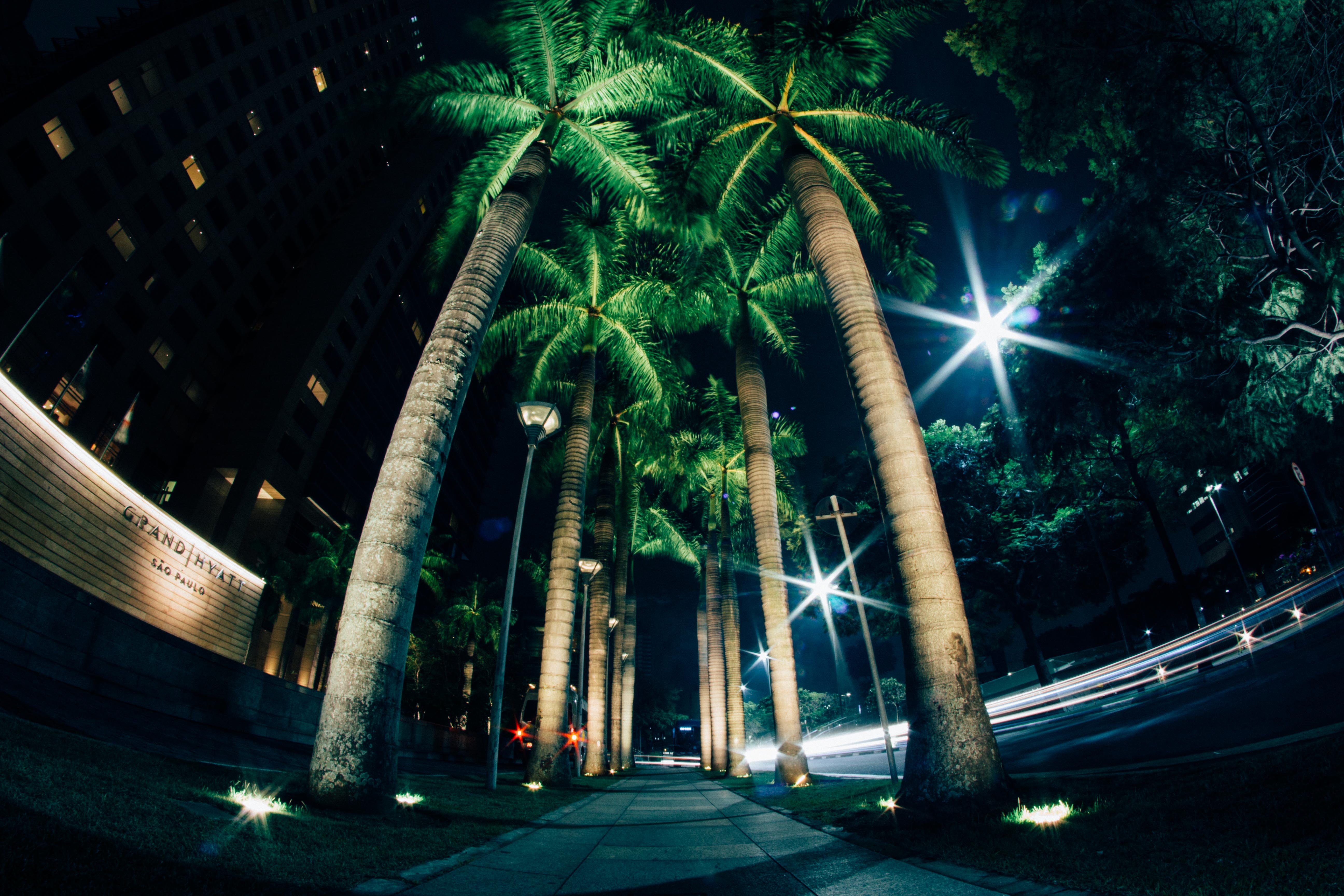 palms, cities, night, illumination, street, lighting HD wallpaper