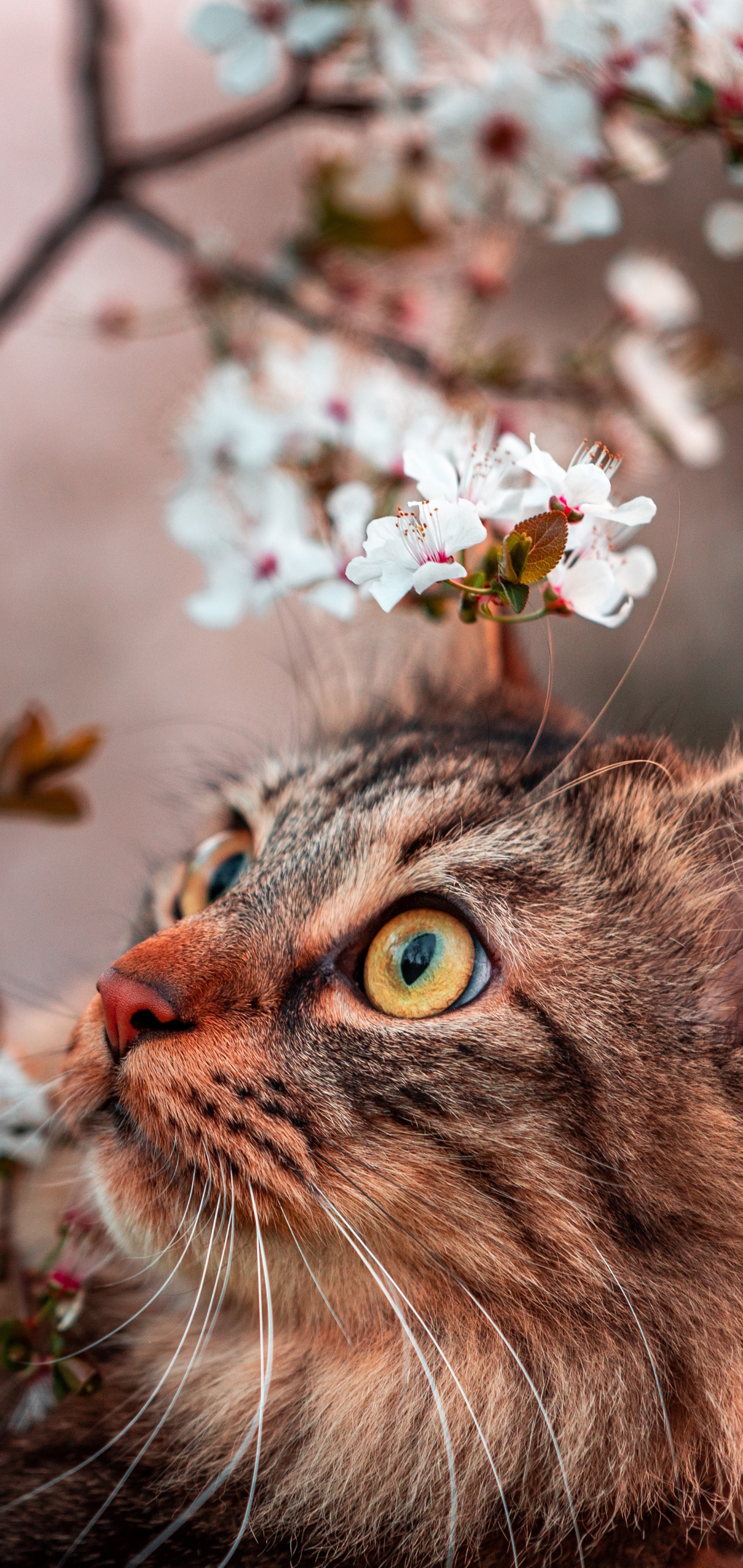 Baixar papel de parede para celular de Gato, Gatos, Animais gratuito.