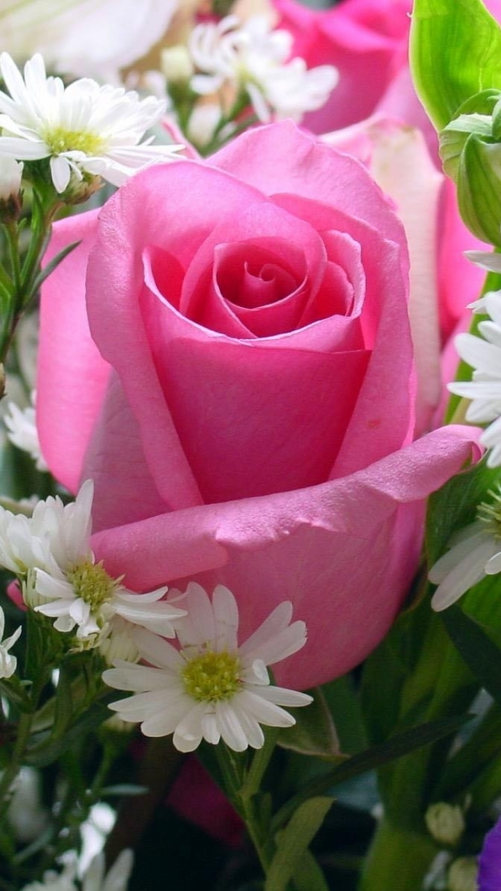 Handy-Wallpaper Blumen, Blume, Rose, Erde/natur, Pinke Rose kostenlos herunterladen.