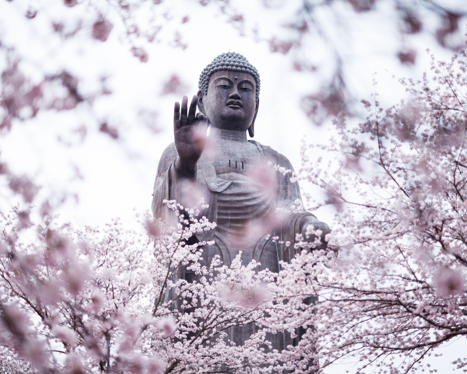 Скачать обои бесплатно Будда, Статуя, Весна, Цветущие, Цвести, Религиозные картинка на рабочий стол ПК
