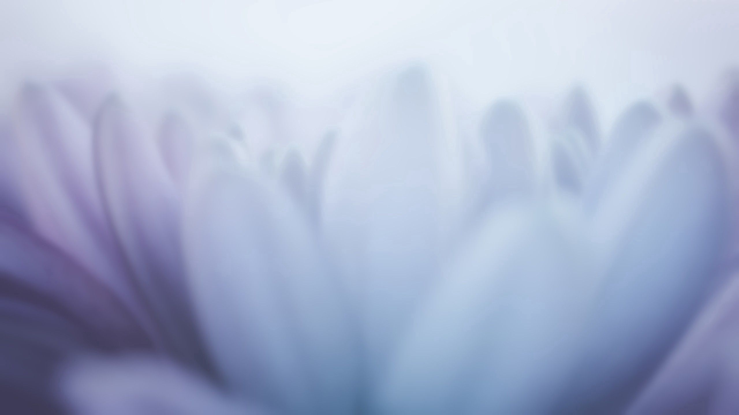 flower, plant, macro, light, petals, light coloured HD for desktop 1080p