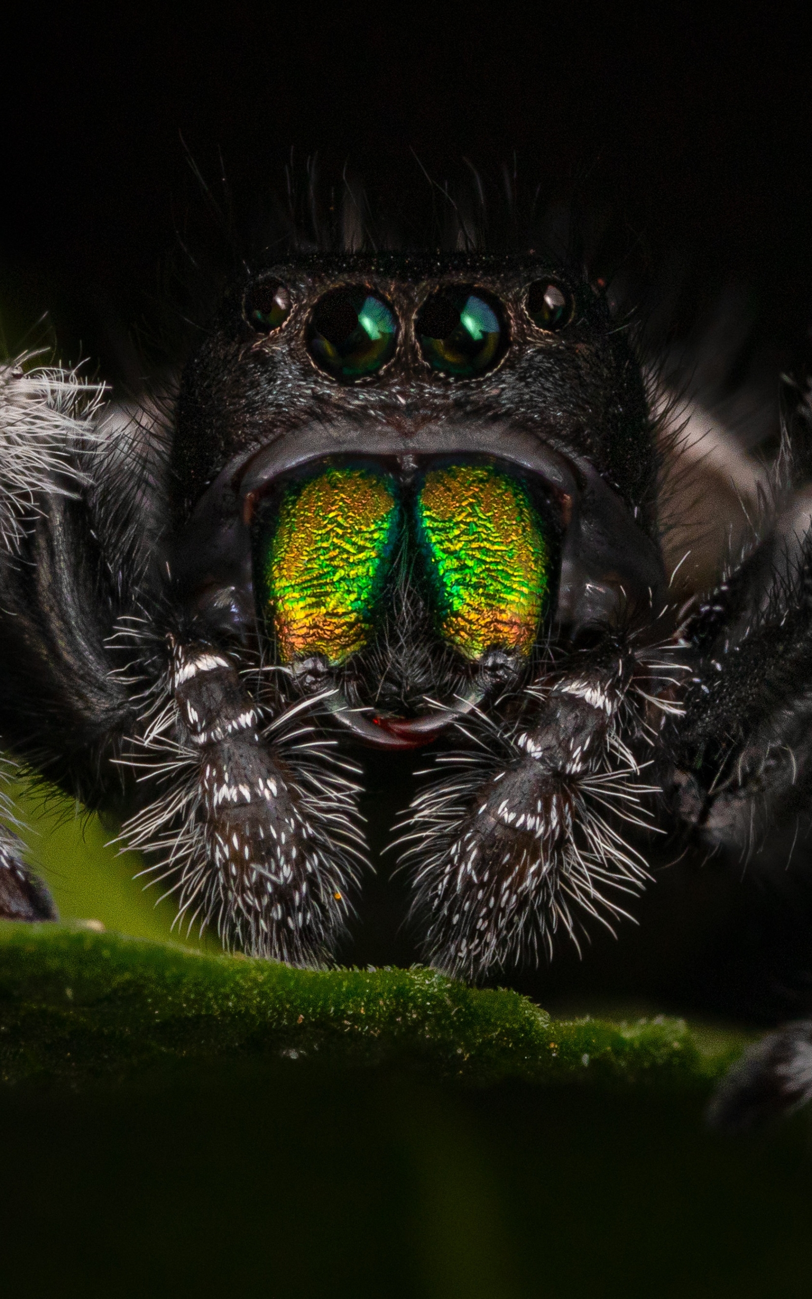 Free download wallpaper Spiders, Macro, Animal, Jumping Spider on your PC desktop