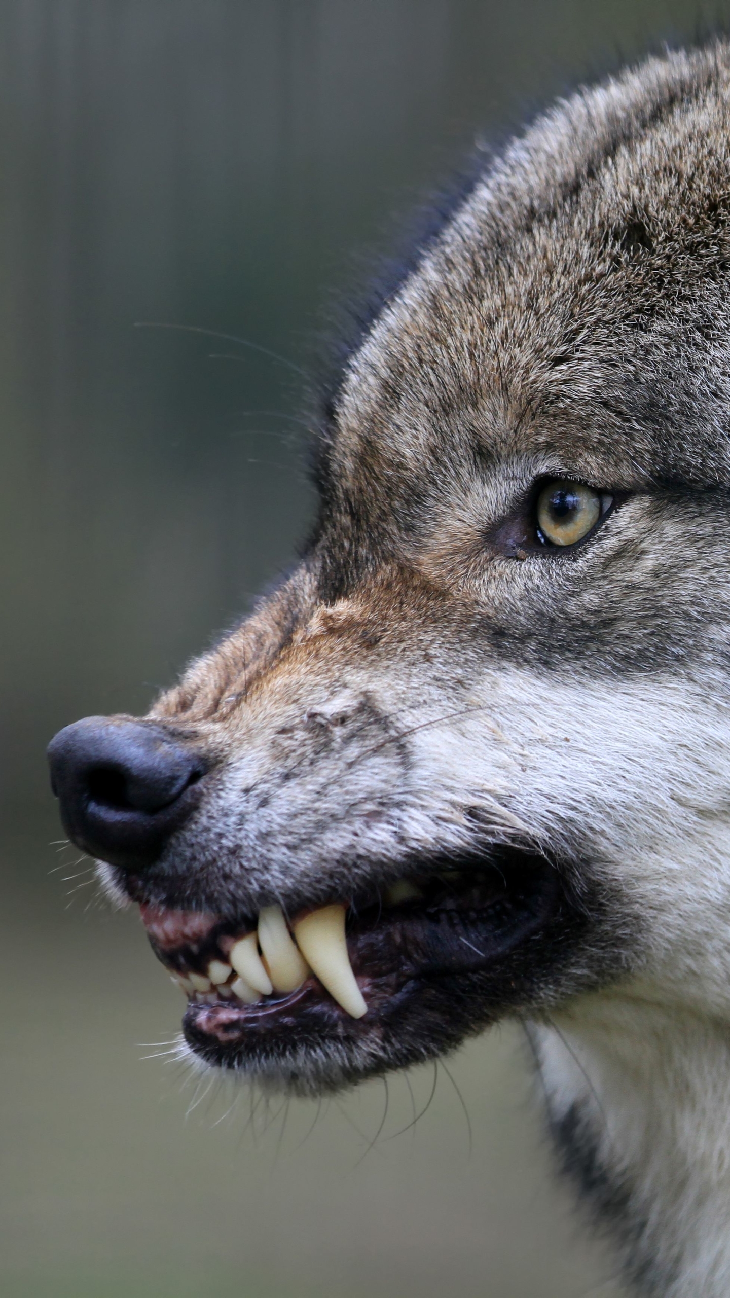 1135465 descargar fondo de pantalla animales, lobo, gruñido, wolves: protectores de pantalla e imágenes gratis
