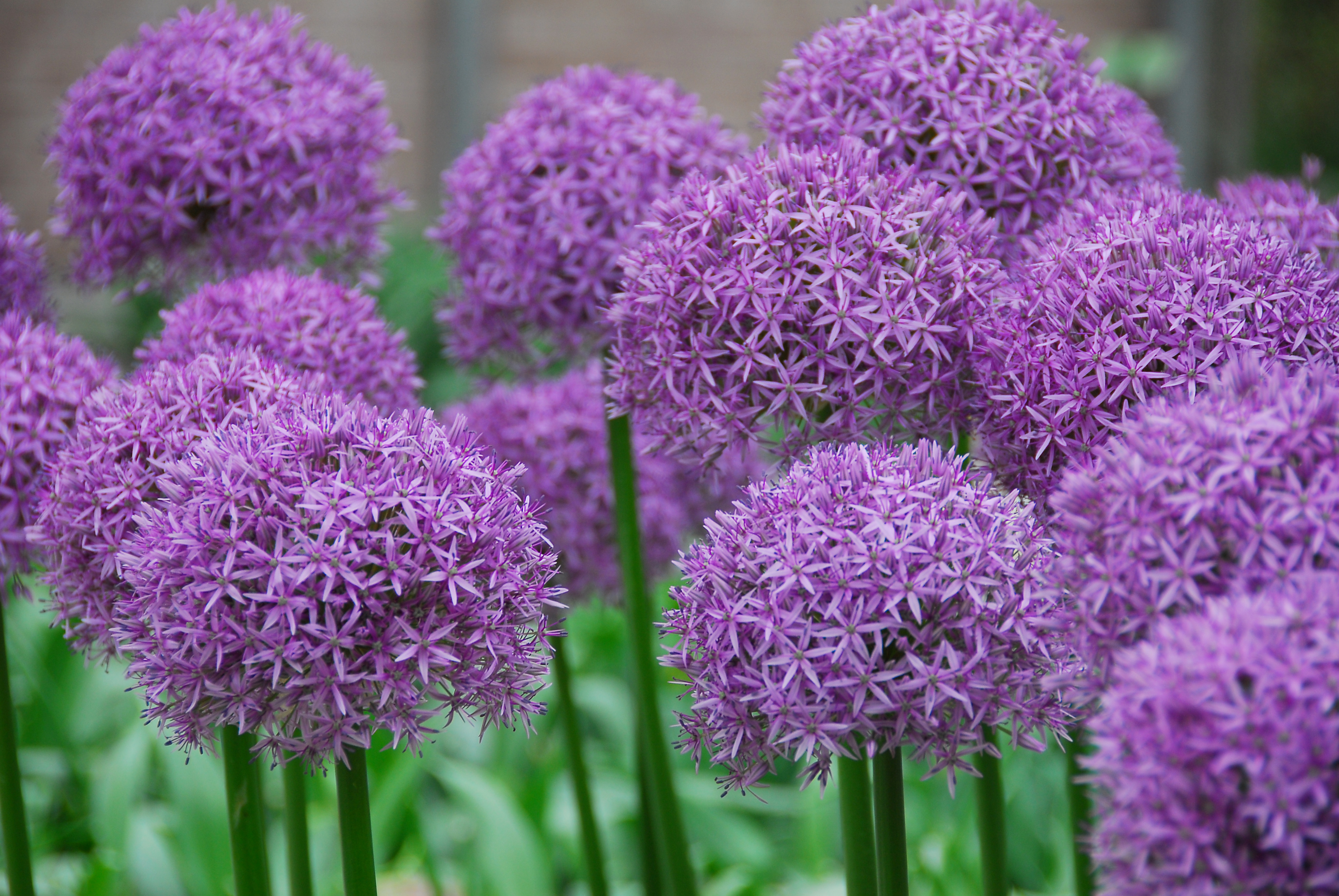 Download mobile wallpaper Nature, Flower, Earth, Allium, Pink Flower for free.