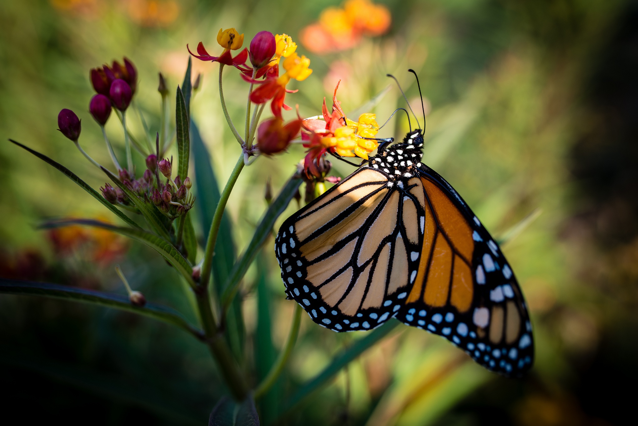 Téléchargez gratuitement l'image Animaux, Macro, Insecte, Papillon sur le bureau de votre PC