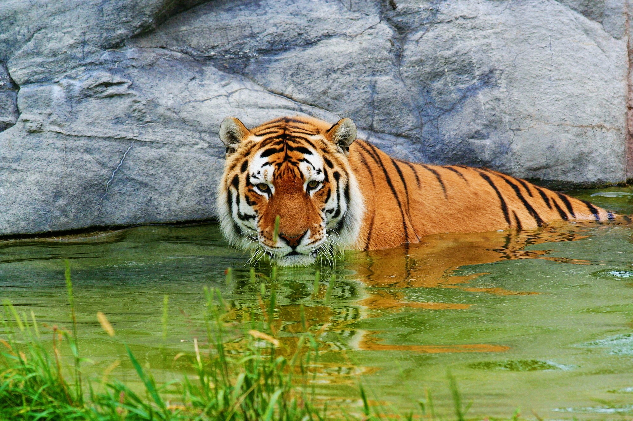 Download mobile wallpaper Rock, Predator, Stone, Animals, Water, Tiger for free.