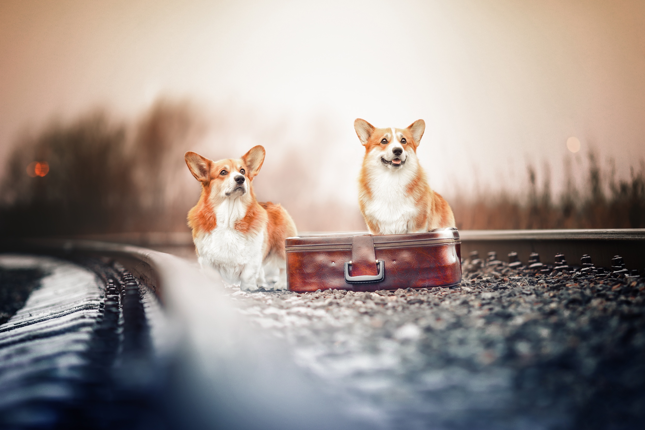 Free download wallpaper Dogs, Dog, Animal, Suitcase, Corgi on your PC desktop