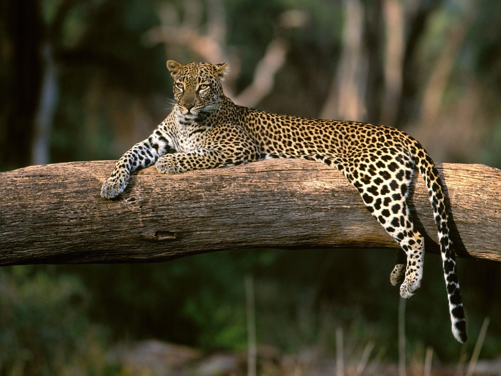2293 descargar fondo de pantalla leopardos, animales: protectores de pantalla e imágenes gratis