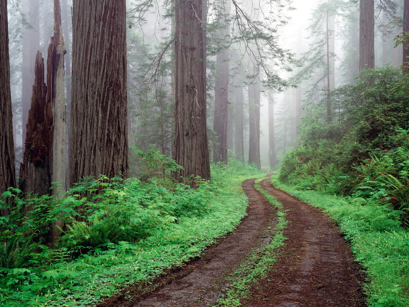 Descarga gratis la imagen Bosque, Árbol, Carretera, Hecho Por El Hombre en el escritorio de tu PC