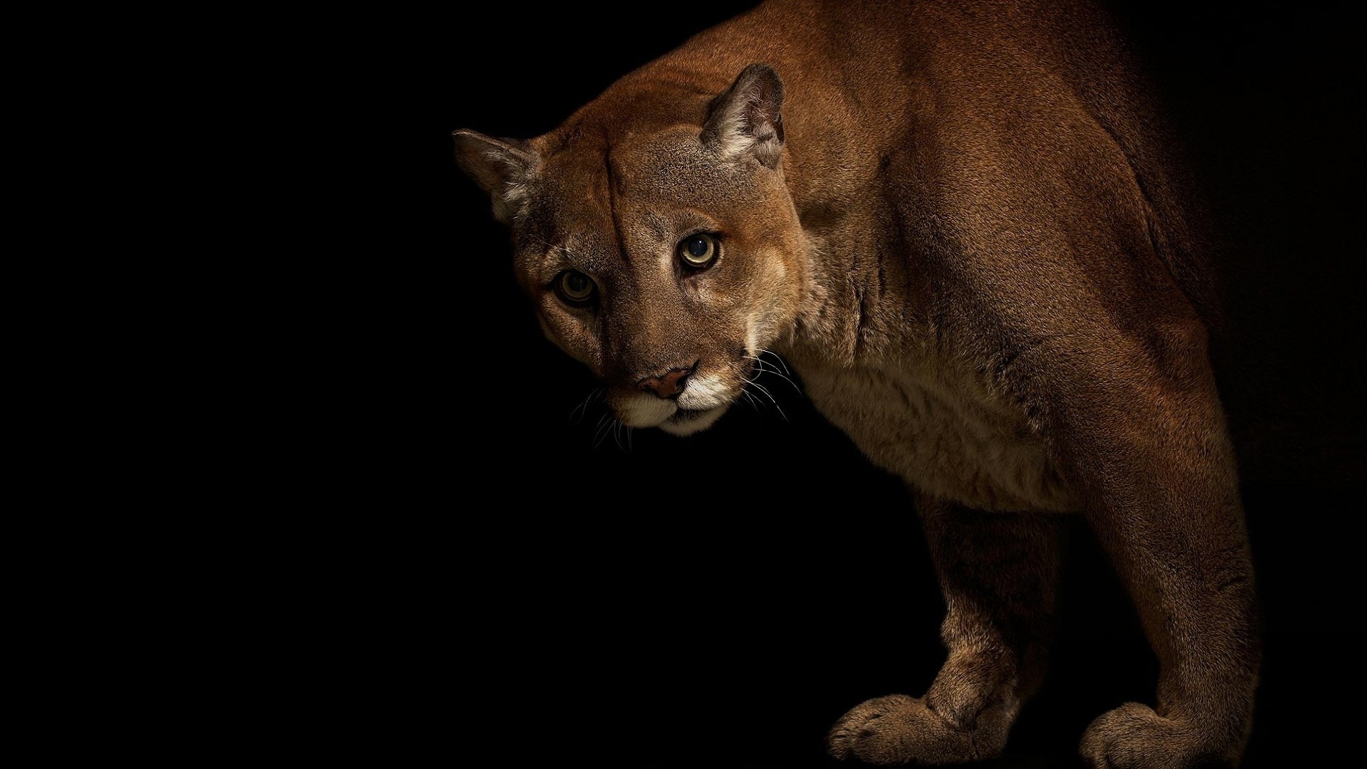 Téléchargez gratuitement l'image Animaux, Chats, Puma sur le bureau de votre PC