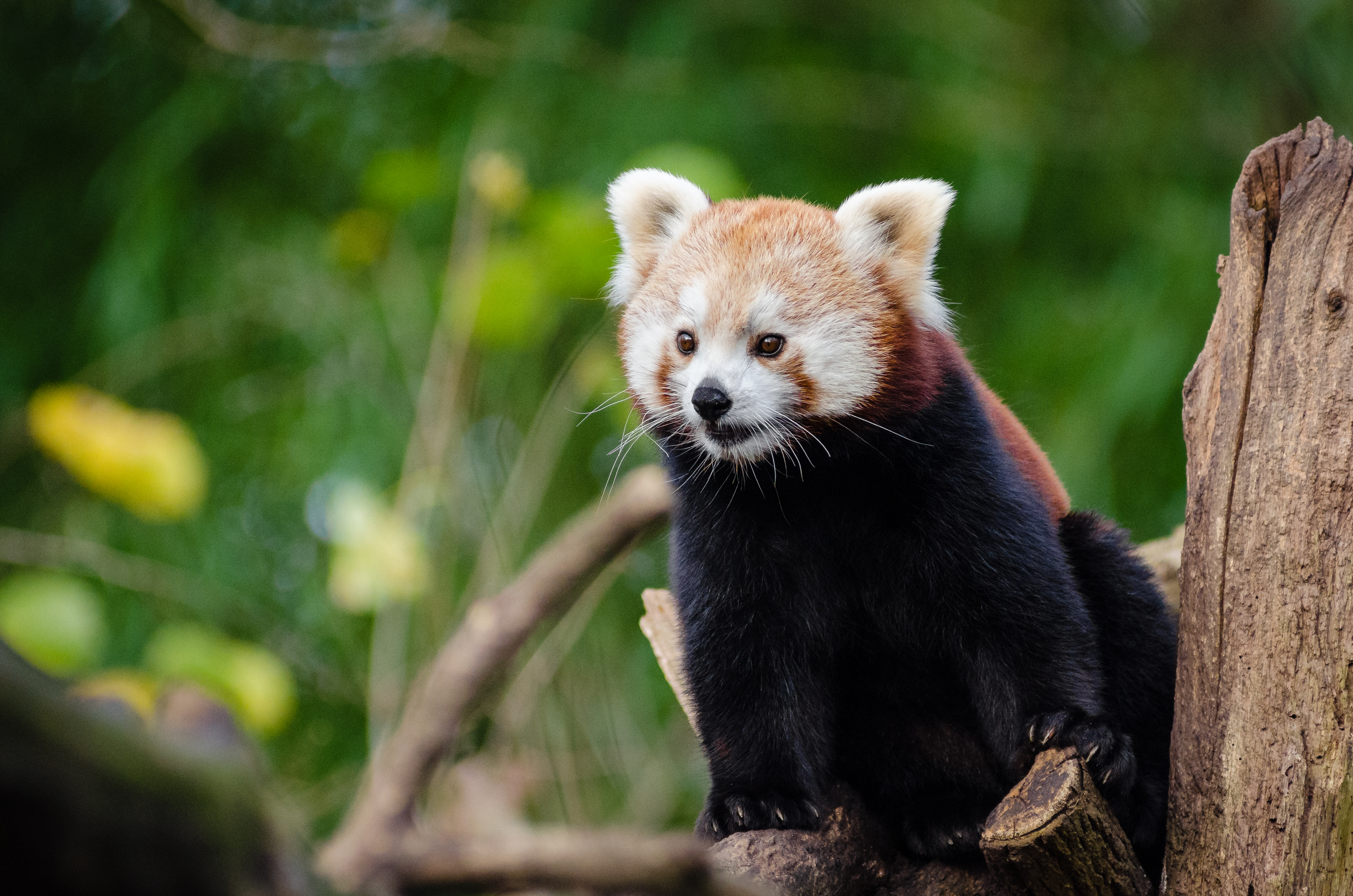 Baixar papel de parede para celular de Animais, Panda Vermelho, Jardim Zoológico gratuito.