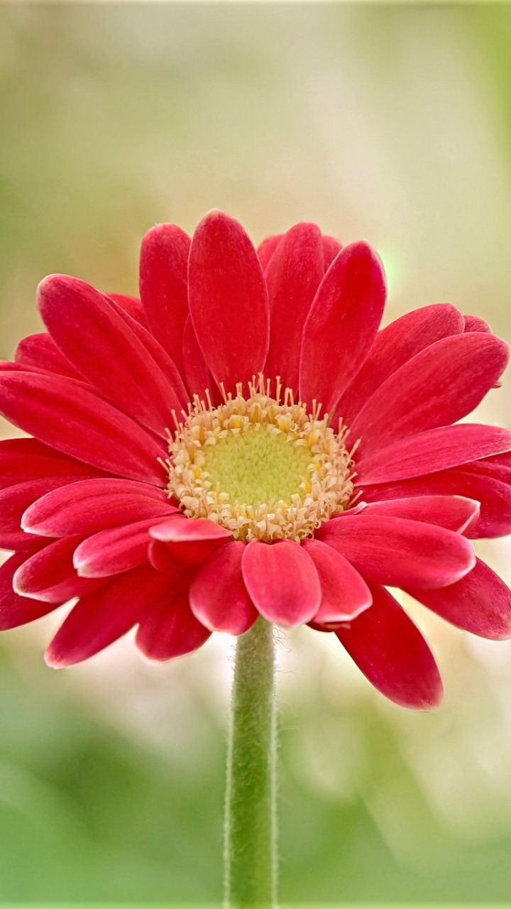 Download mobile wallpaper Flowers, Flower, Earth, Gerbera, Daisy, Red Flower for free.