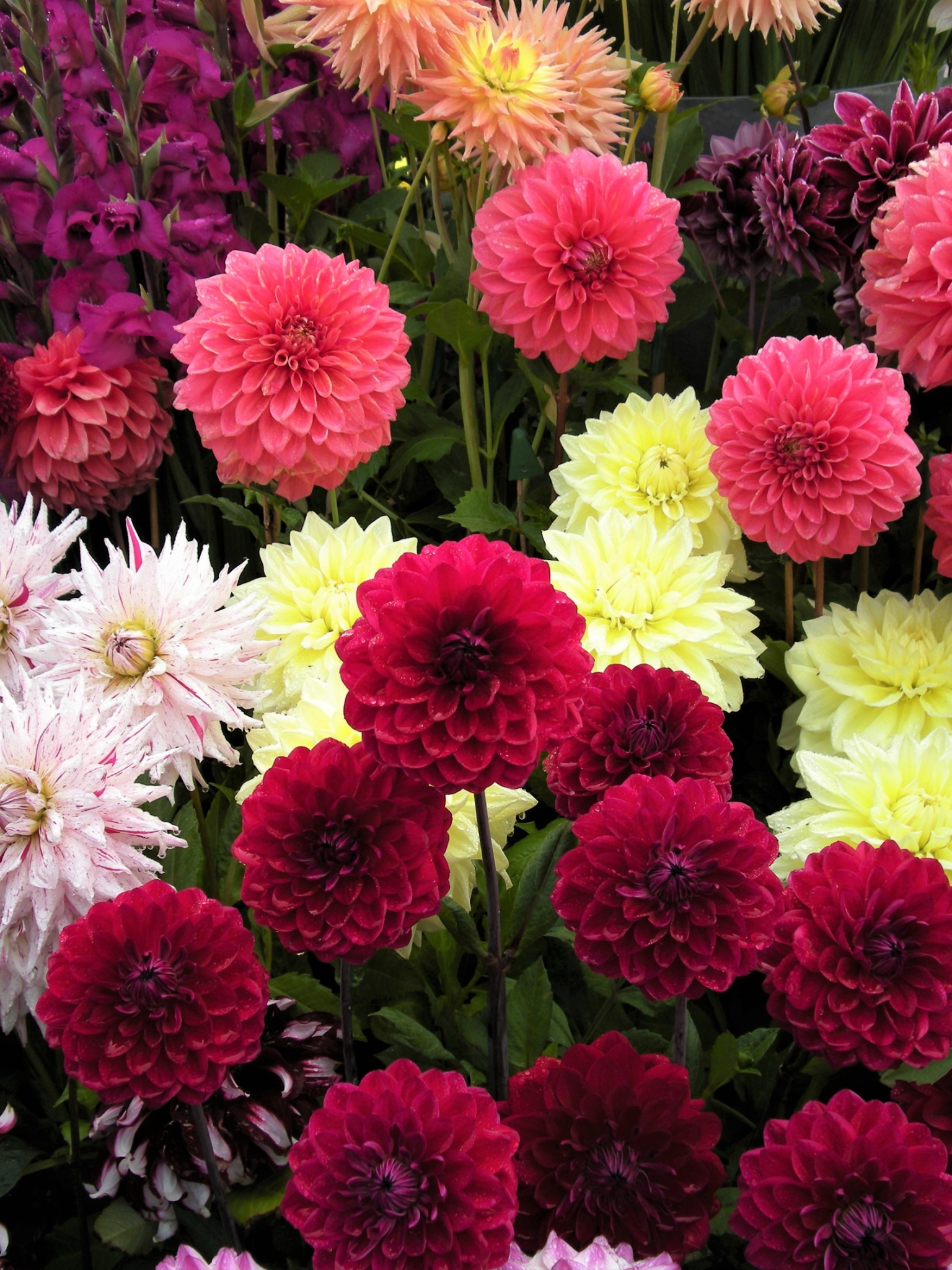 Download mobile wallpaper Flowers, Flower, Earth, Field, Colorful, Dahlia for free.