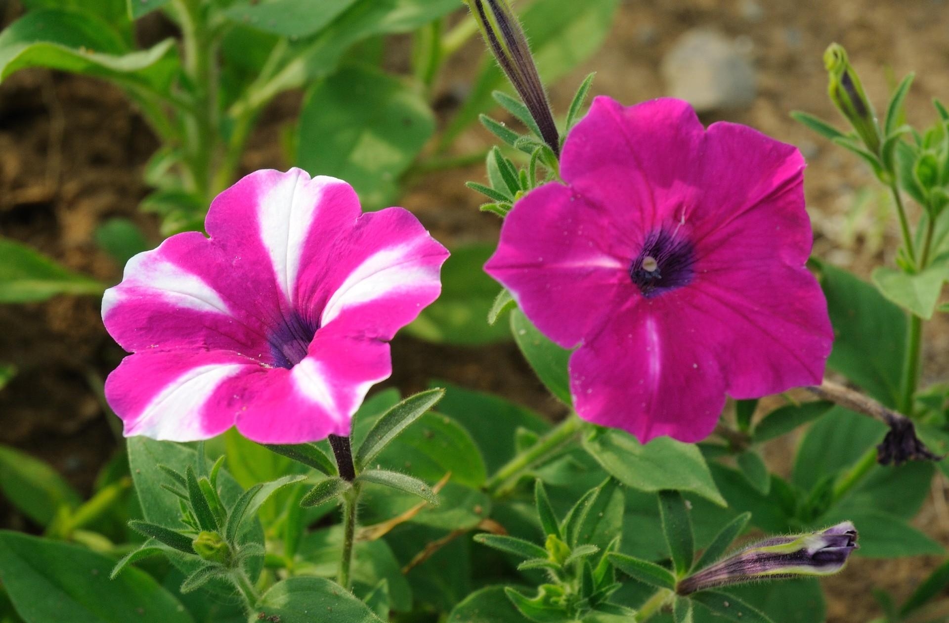 Download mobile wallpaper Sharpness, Petunia, Greens, Flowers, Close Up for free.