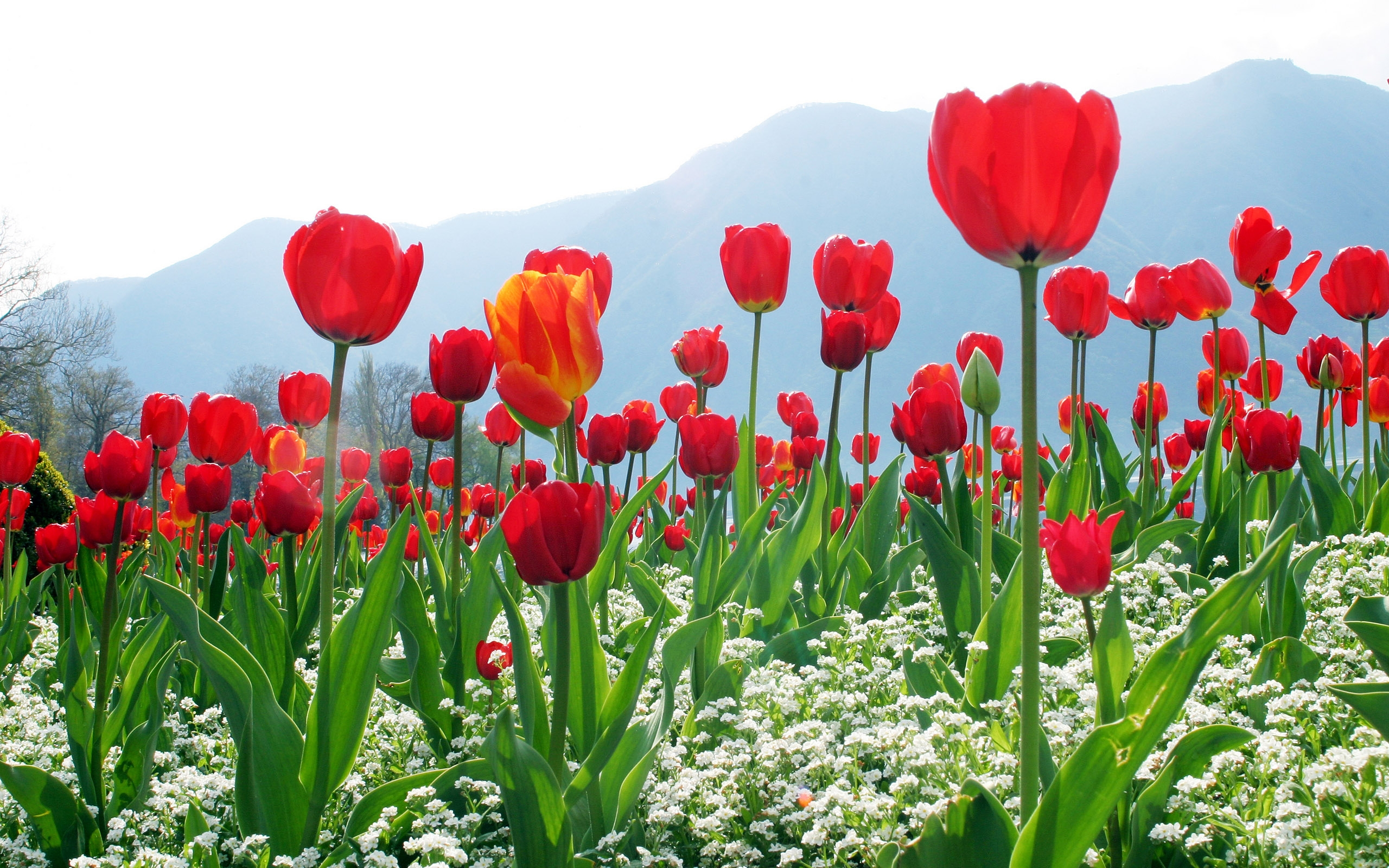 166172 скачать картинку тюльпан, красный цветок, земля/природа, цветок, флауэрсы - обои и заставки бесплатно