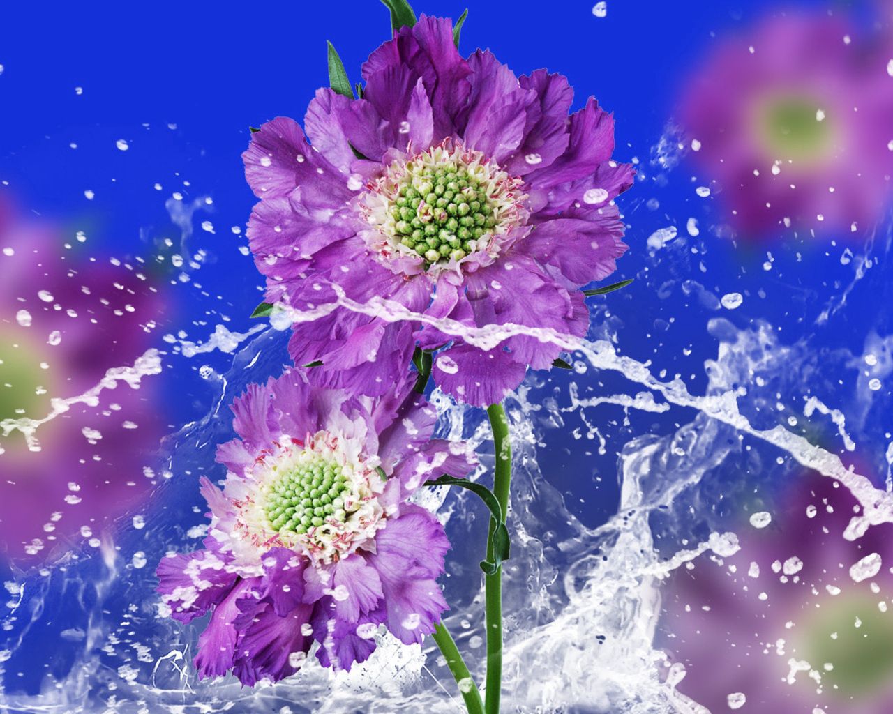 Download mobile wallpaper Flowers, Spray, Smooth, Drops, Water, Background, Blur for free.