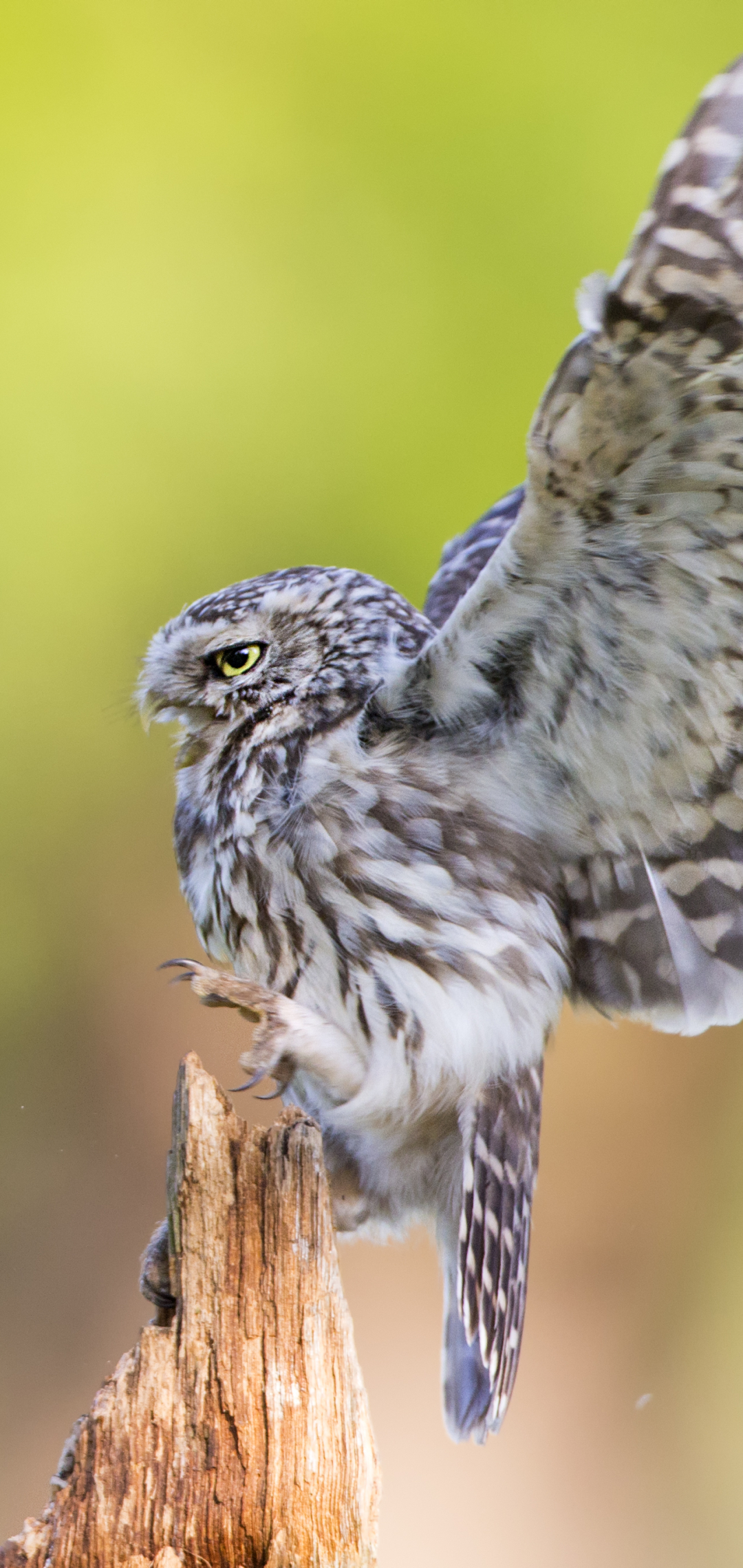 Descarga gratuita de fondo de pantalla para móvil de Animales, Búho, Aves.