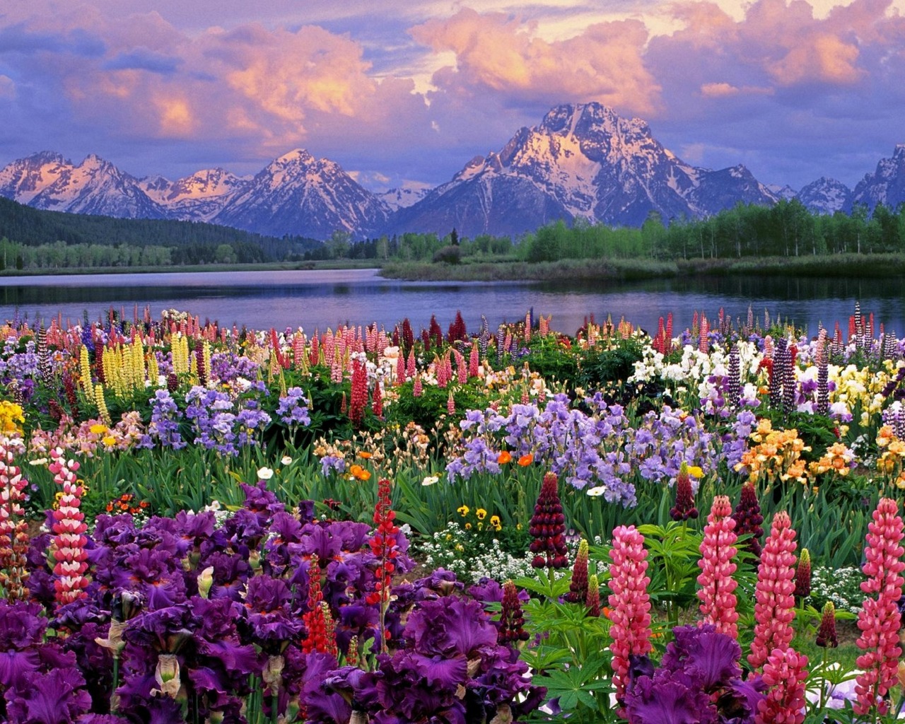 Free download wallpaper Flower, Earth on your PC desktop