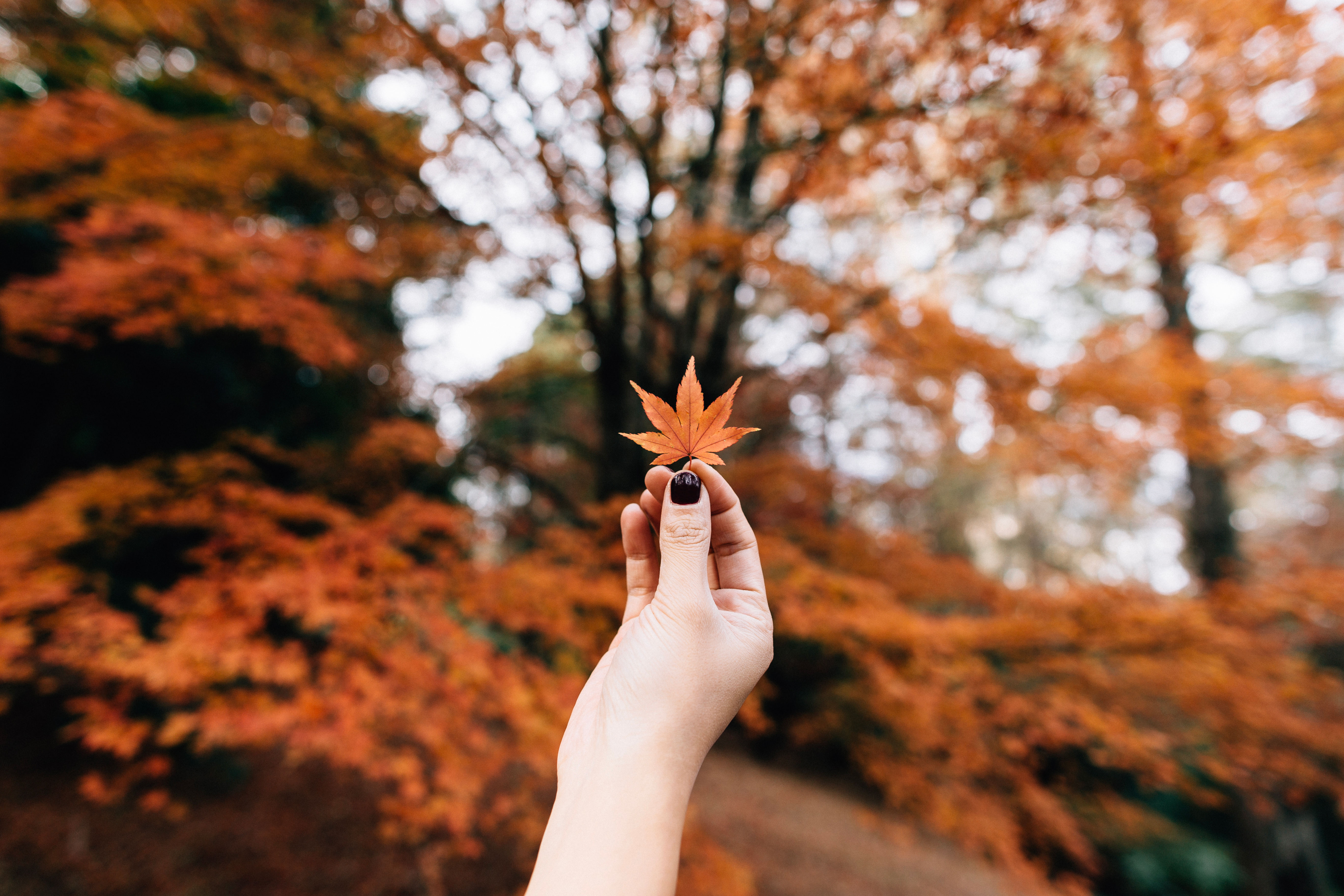 PCデスクトップに秋, 葉, 手, シート, メープル, 楓, 自然画像を無料でダウンロード