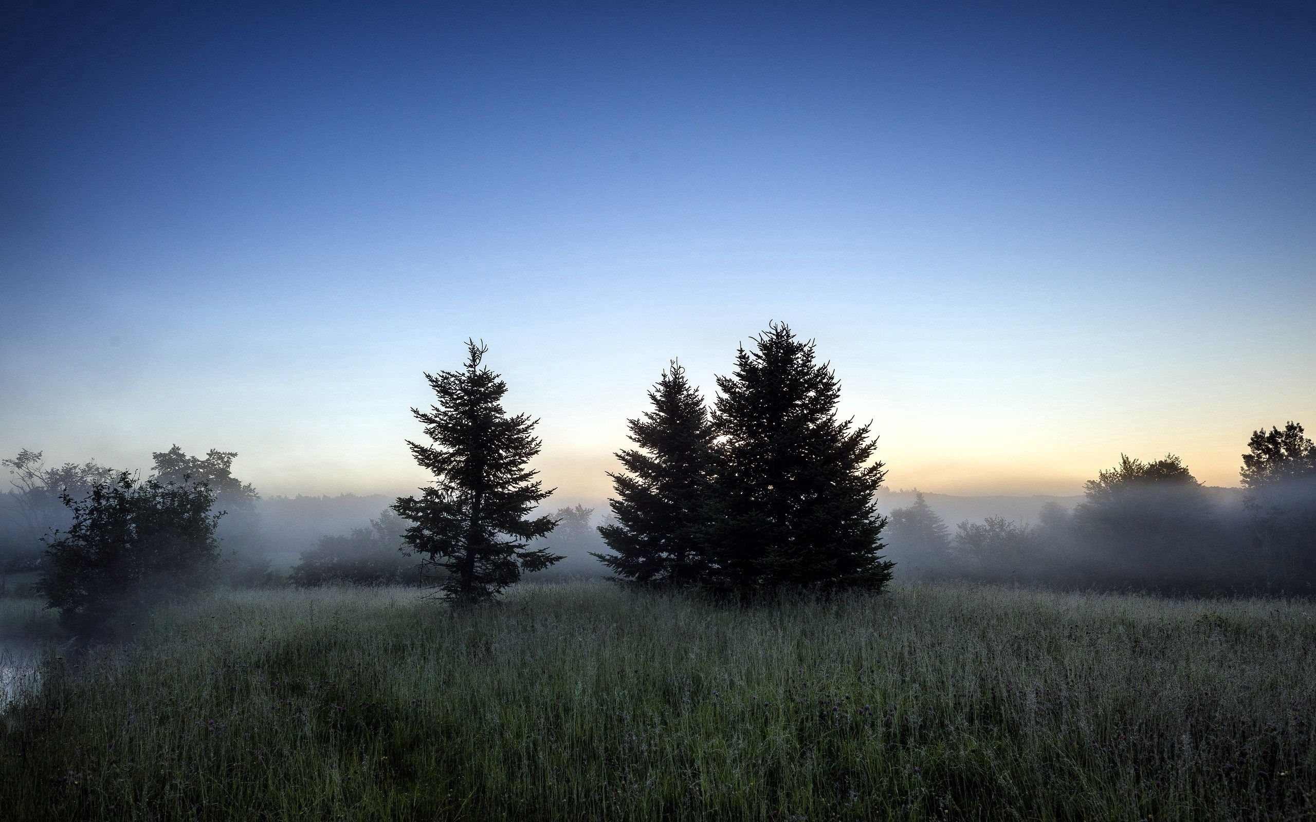 Скачать обои бесплатно Туман, Трава, Деревья, Лес, Природа картинка на рабочий стол ПК