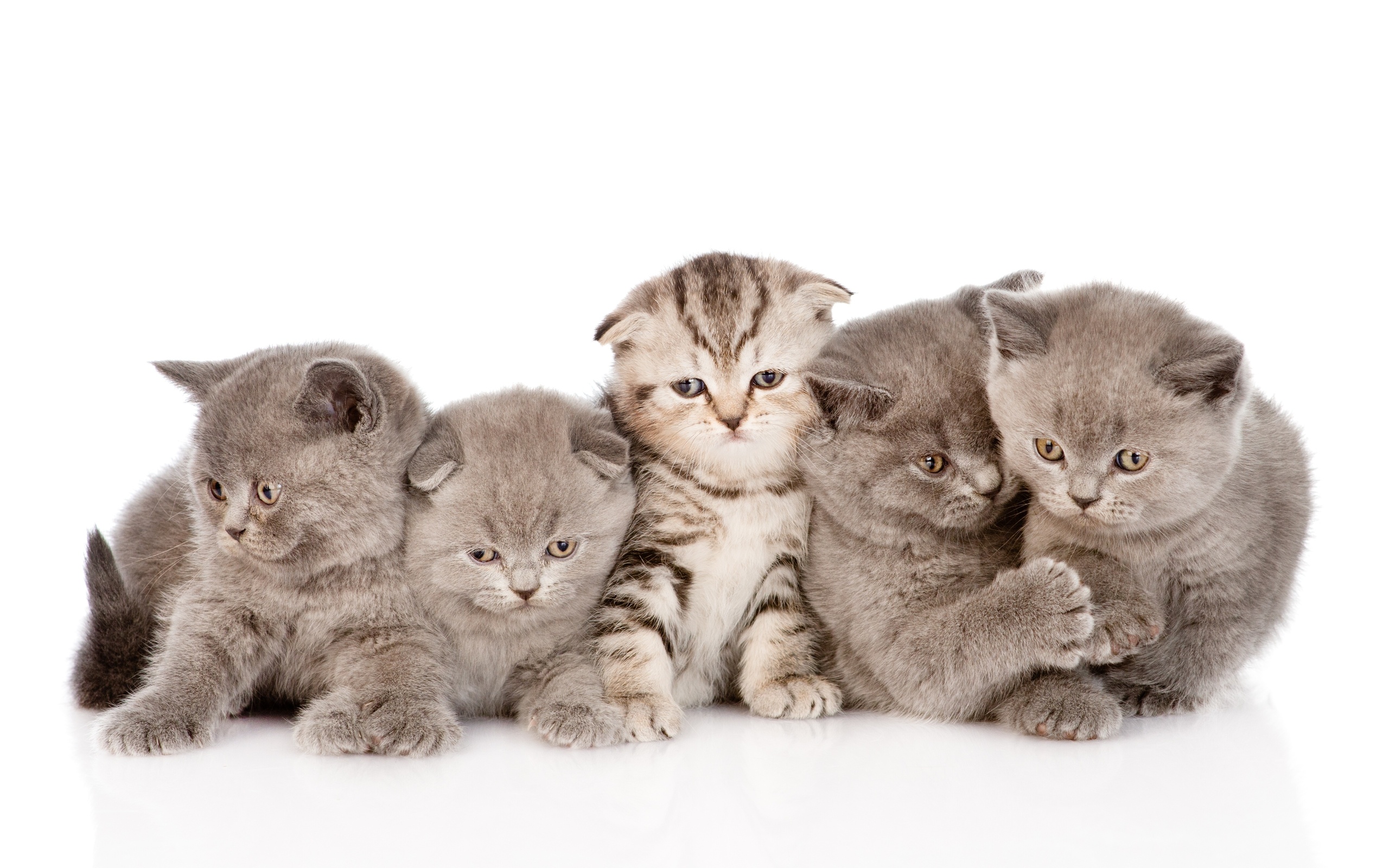 Free download wallpaper Cats, Cat, Animal on your PC desktop