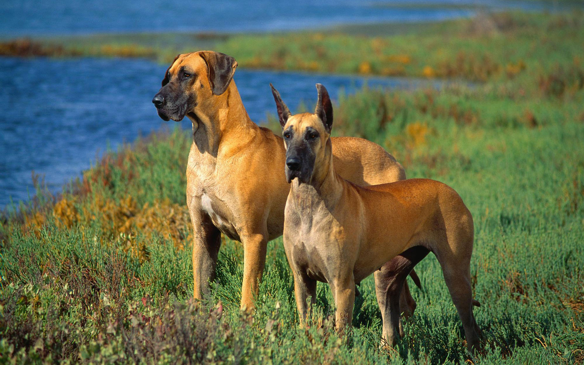 Téléchargez gratuitement l'image Chiens, Chien, Animaux sur le bureau de votre PC