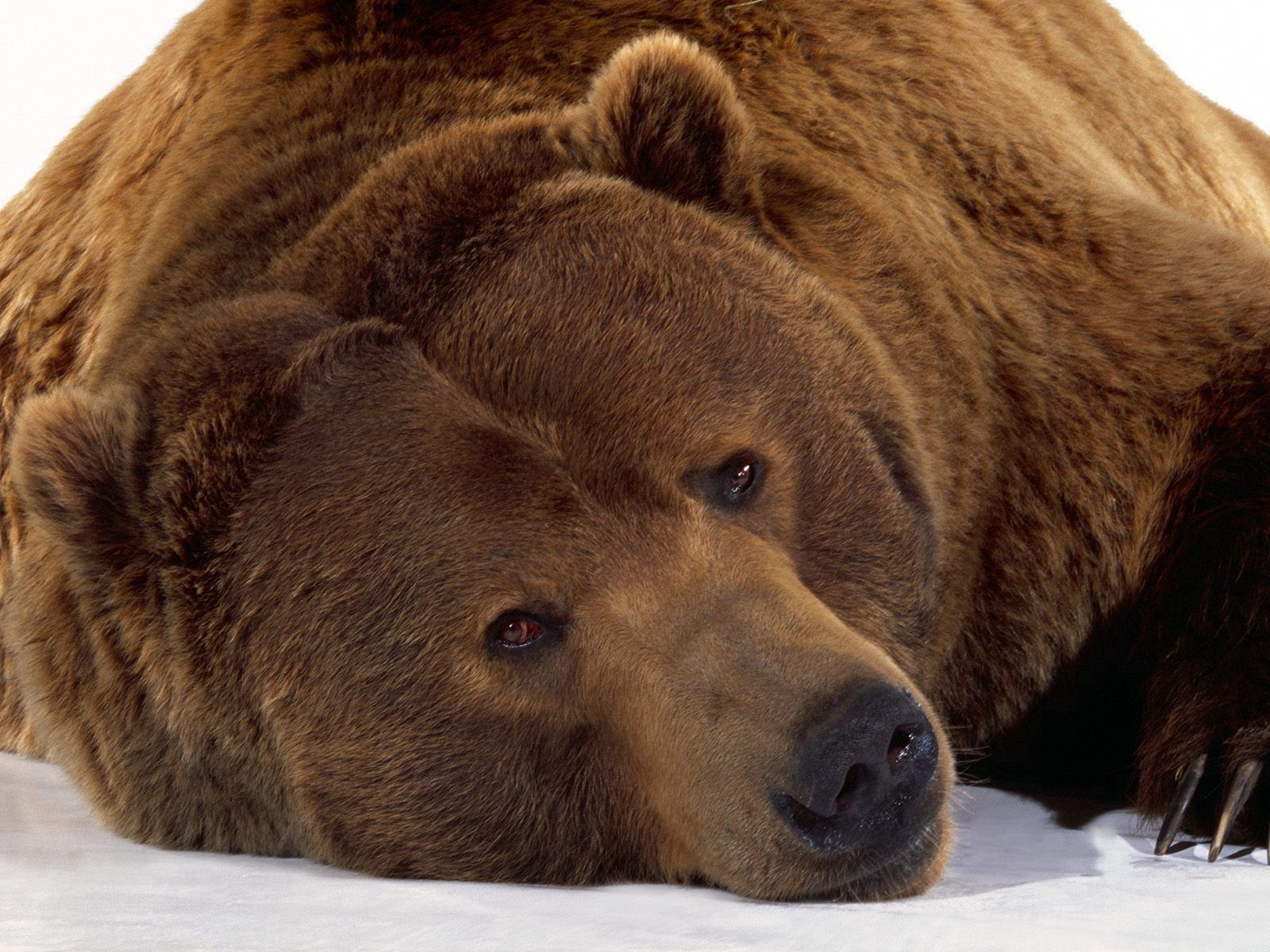 106000 скачать картинку медведь, лежит, животные, снег, морда, бурый - обои и заставки бесплатно
